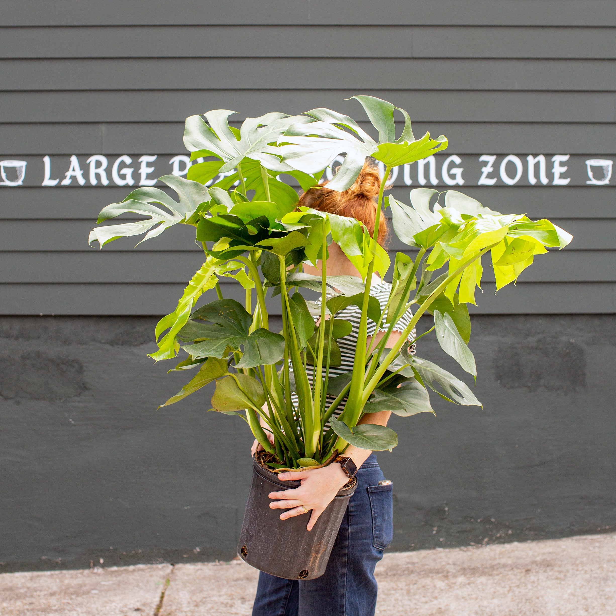 Monstera deliciosa – The Victorian Atlanta