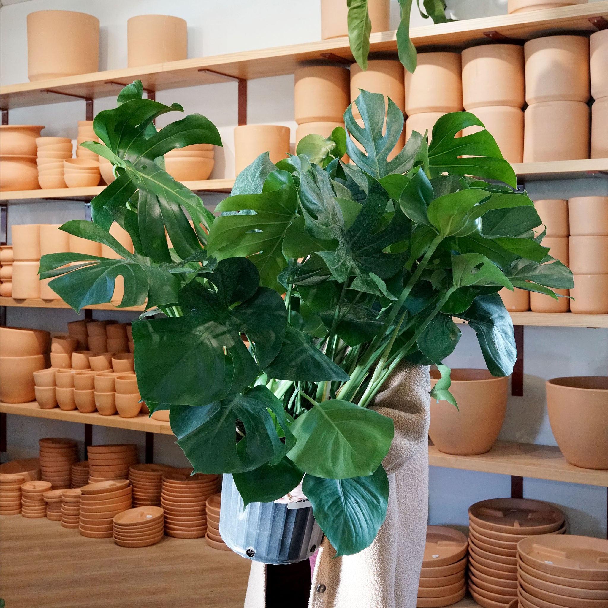 acheter monstera deliciosa Monstera deliciosa
