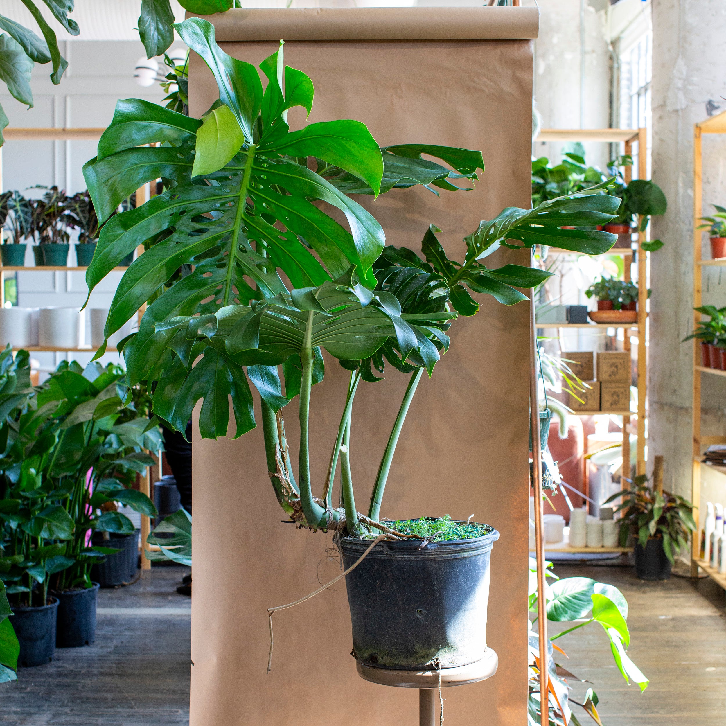 plant monstera deliciosa Monstera deliciosa – The Victorian Atlanta