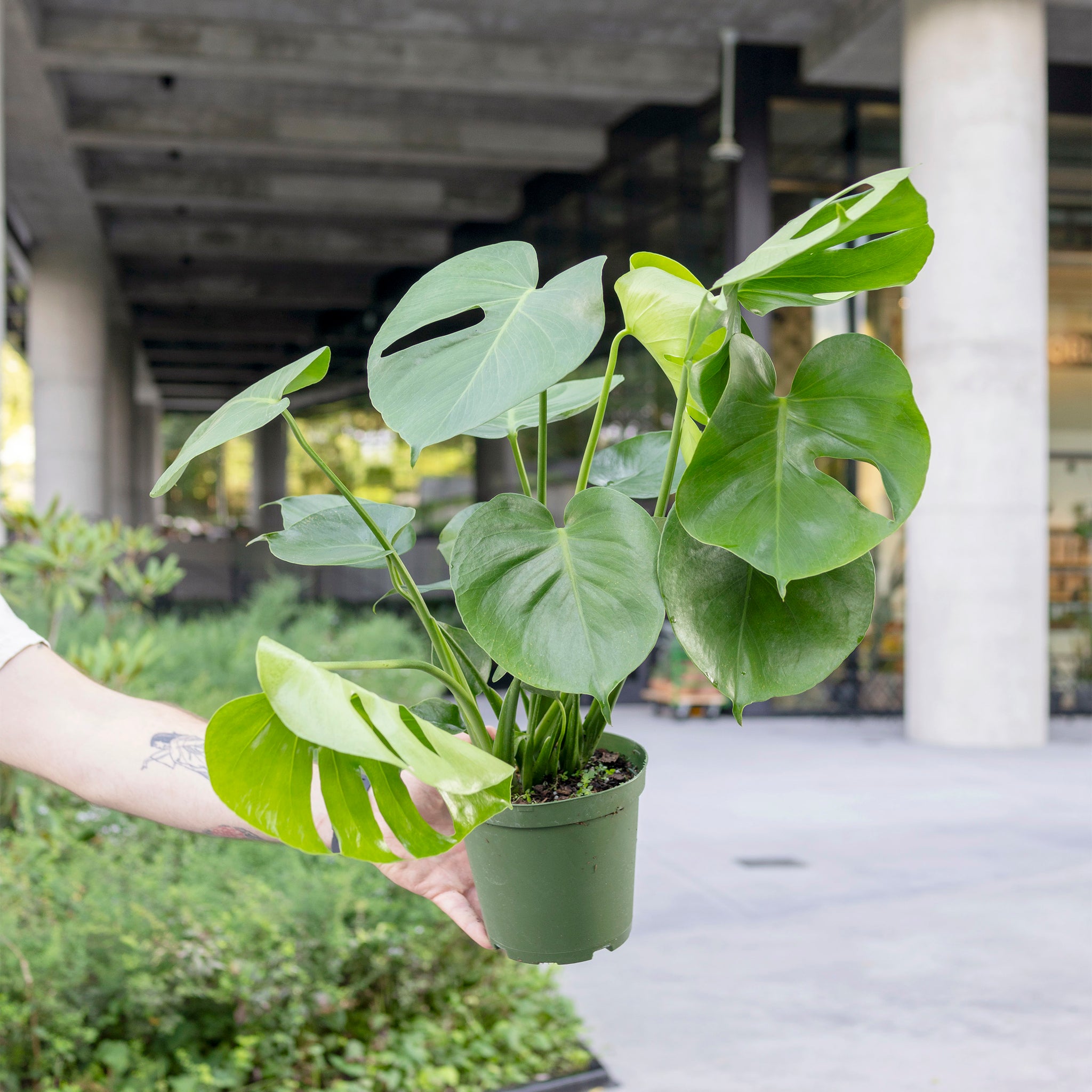monstera plant where to buy Monstera deliciosa – The Victorian Atlanta