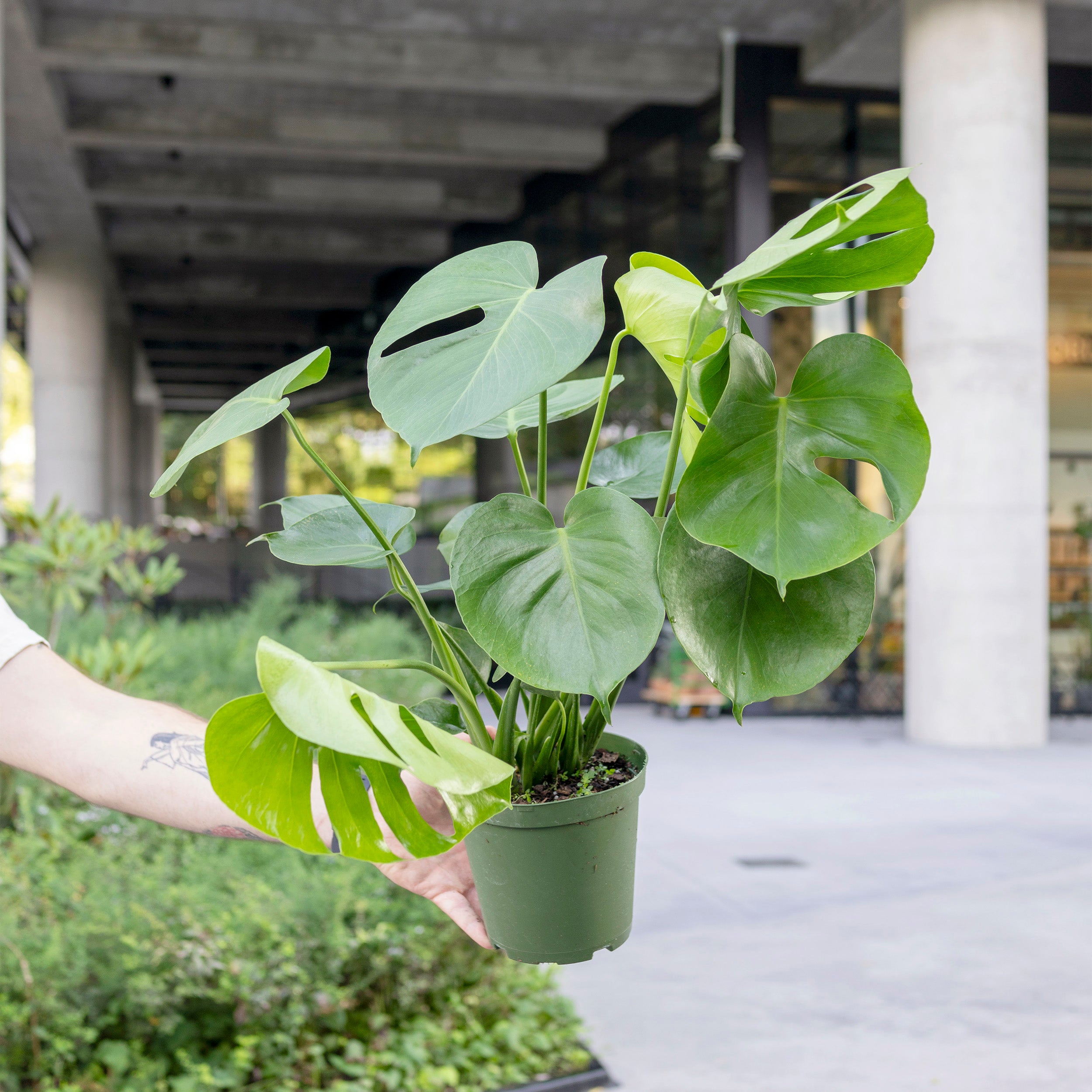monstera near me Monstera deliciosa – The Victorian Atlanta
