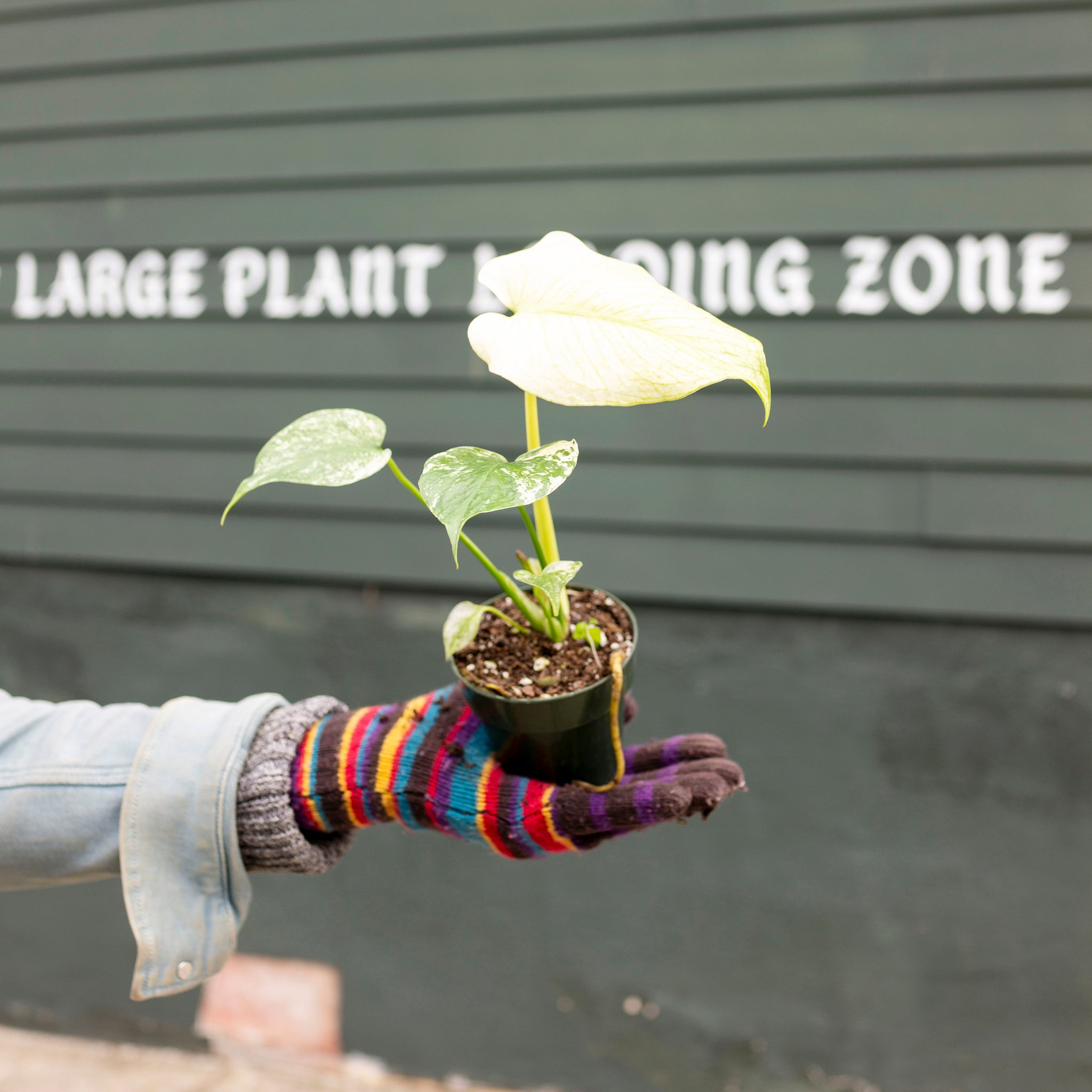 Monstera deliciosa 'Mint'