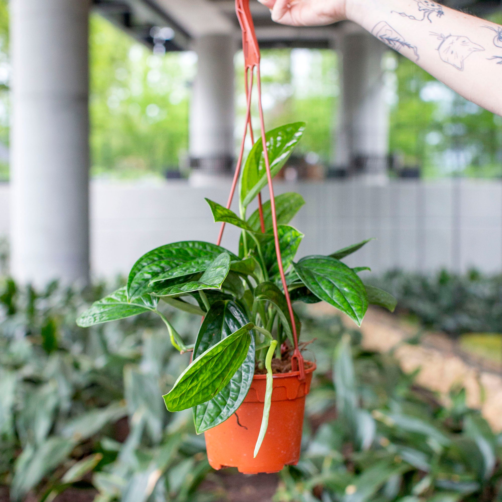 monstera sp peru Monstera sp. Peru – The Victorian Atlanta