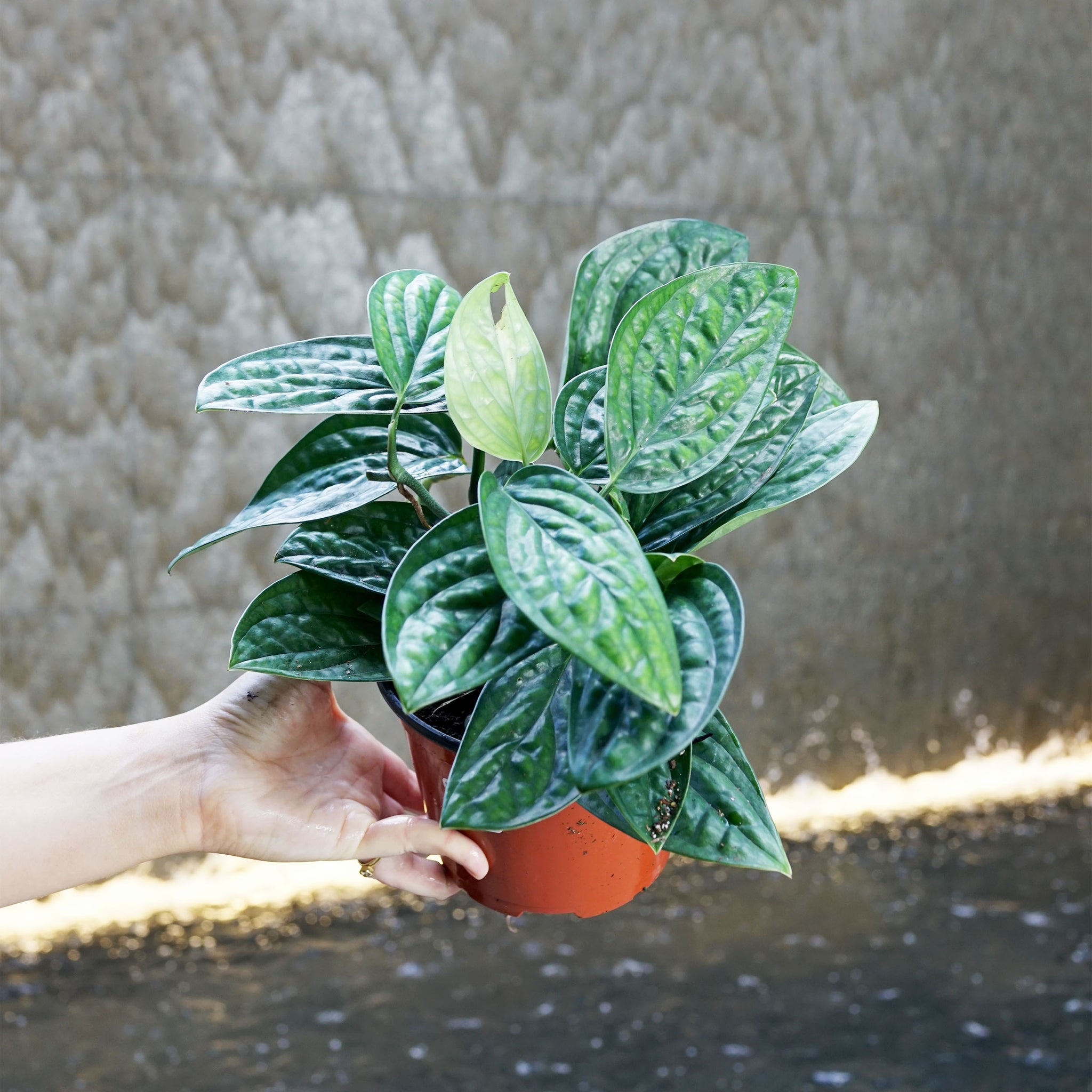 Monstera 'Peru'