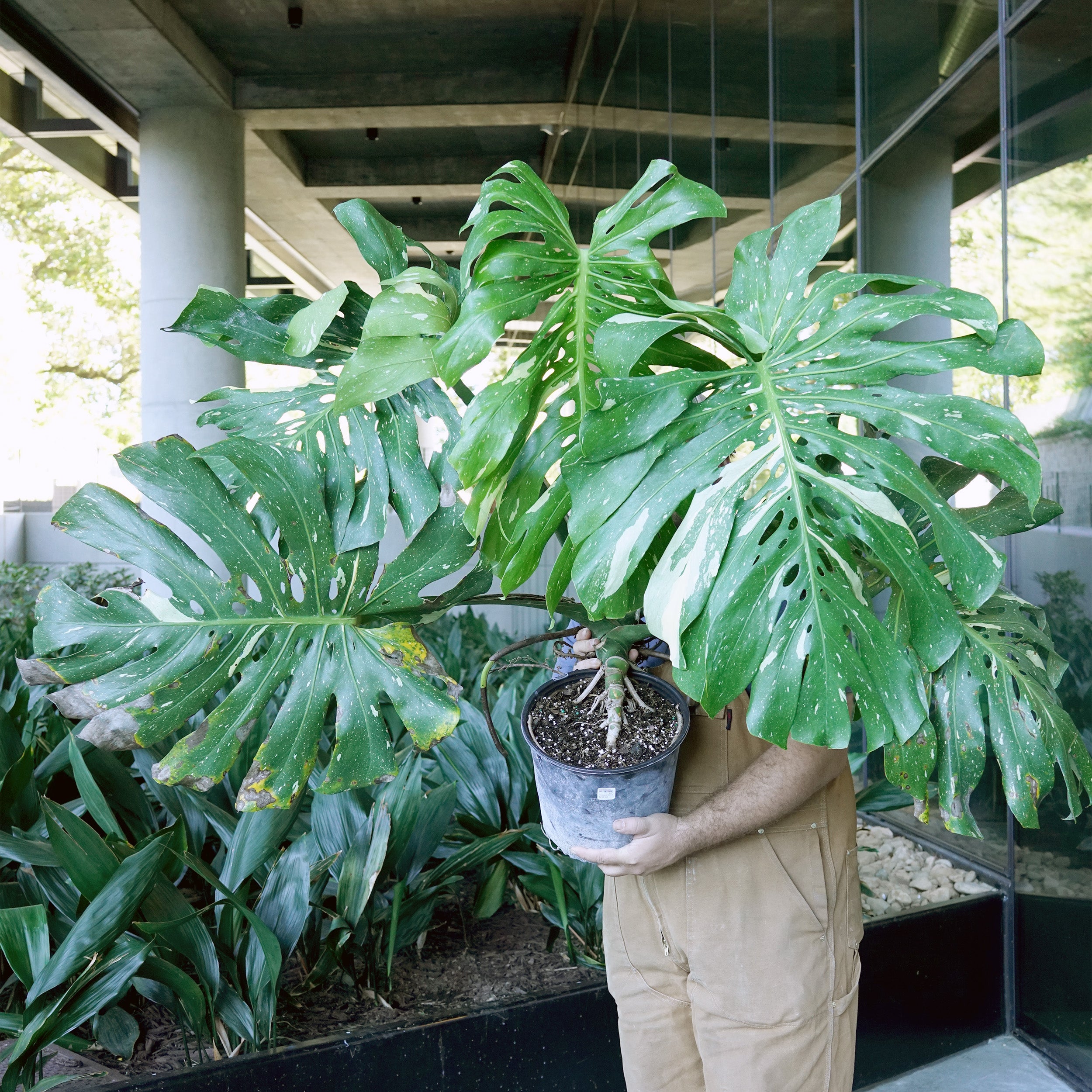 thai monstera plant Monstera 'Thai Constellation'