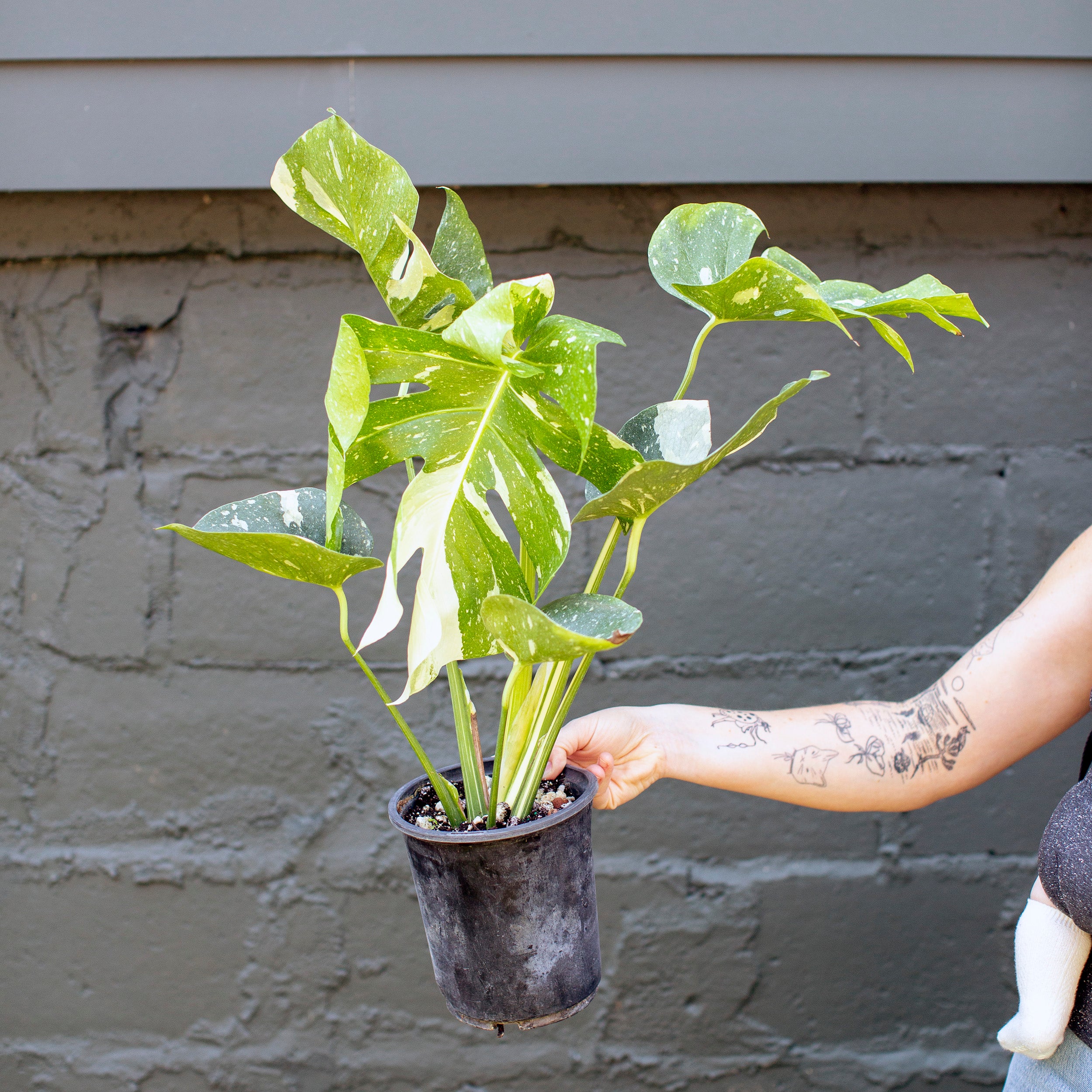 monstera thai constellation near me Monstera 'Thai Constellation' – The Victorian Atlanta