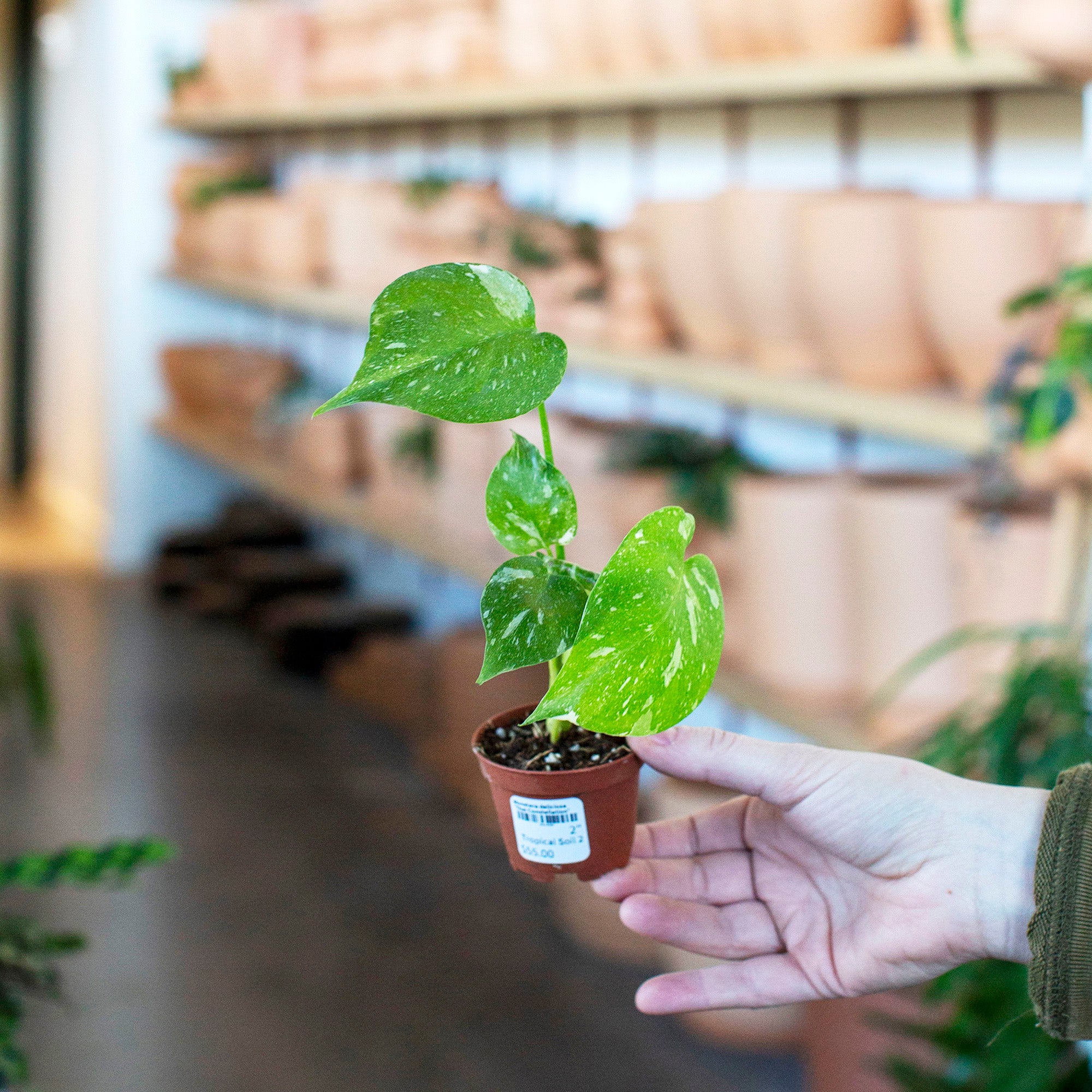 Monstera 'Thai Constellation' – The Victorian Atlanta