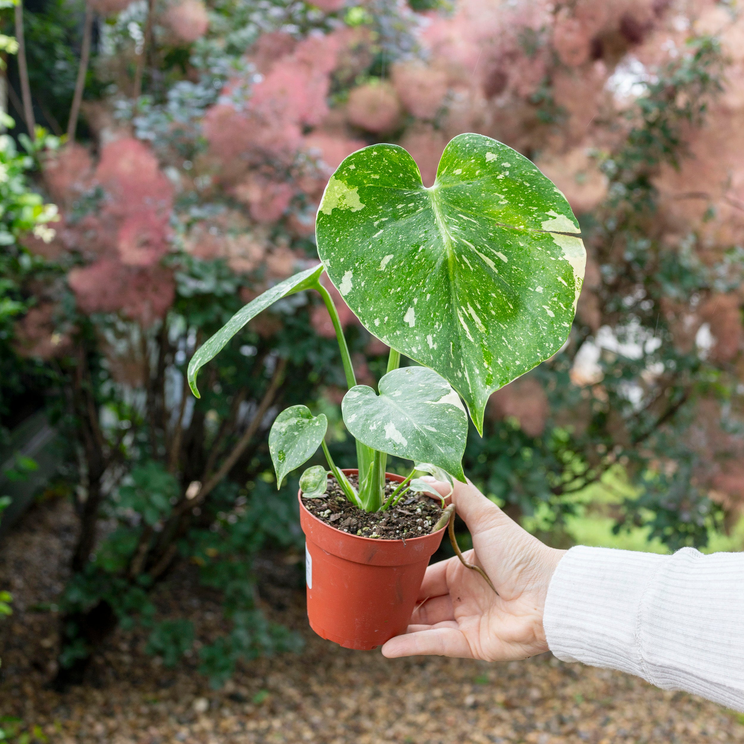 Amazon.com : Thai Constellation Monstera Live Plant Fully