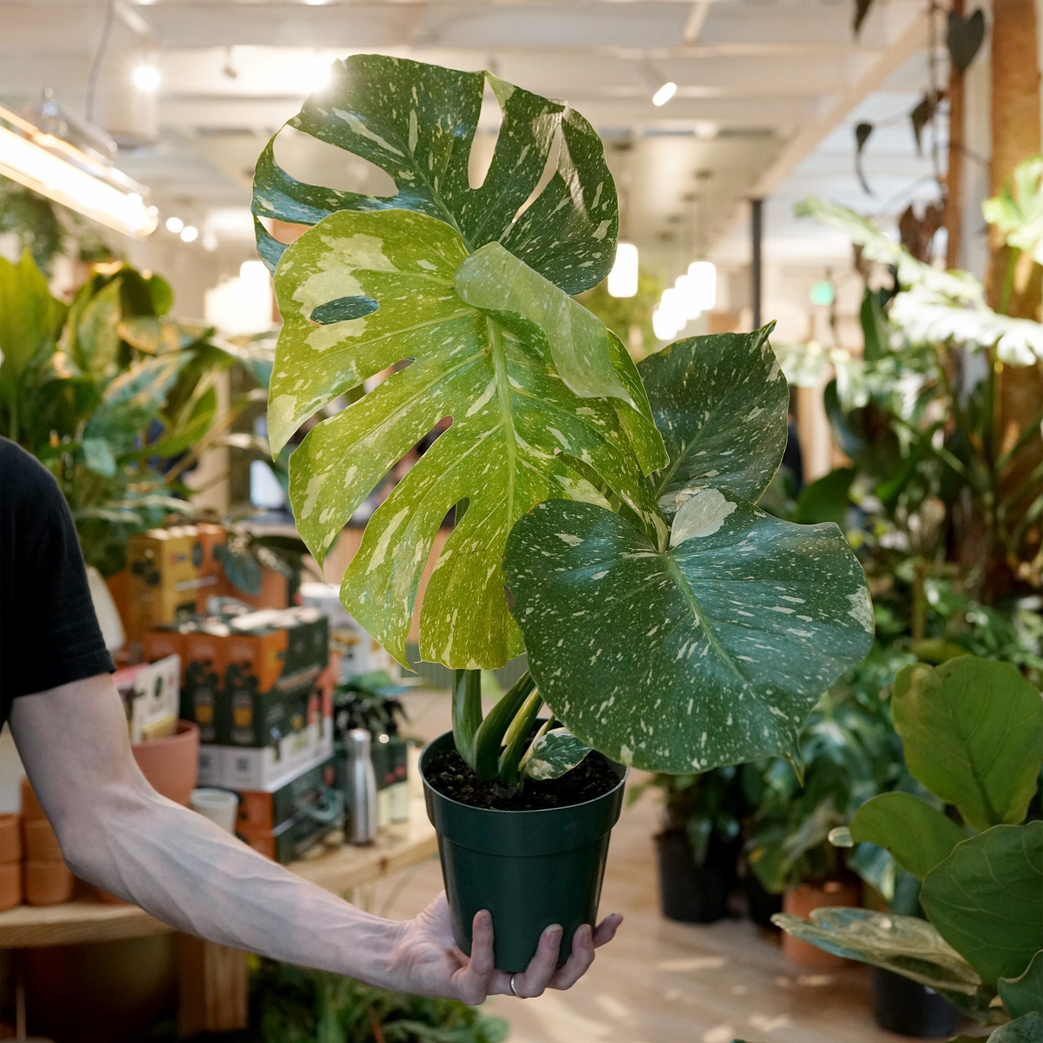 Monstera 'Thai Constellation'