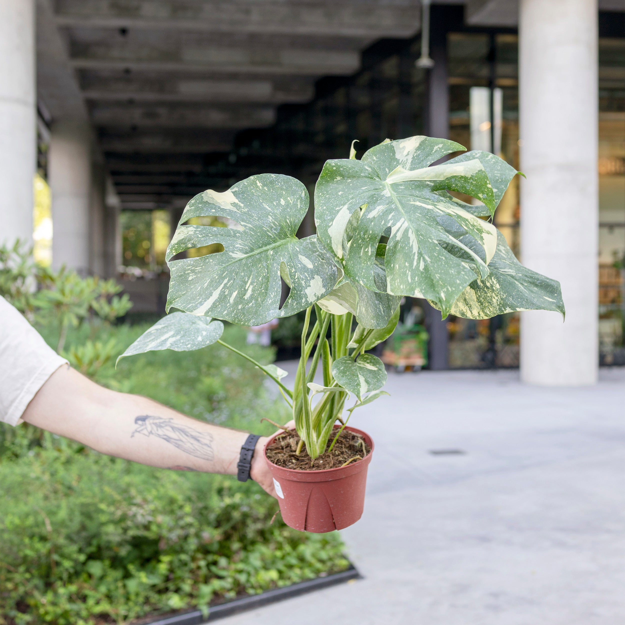 variegated monstera thai constellation Monstera 'Thai Constellation'