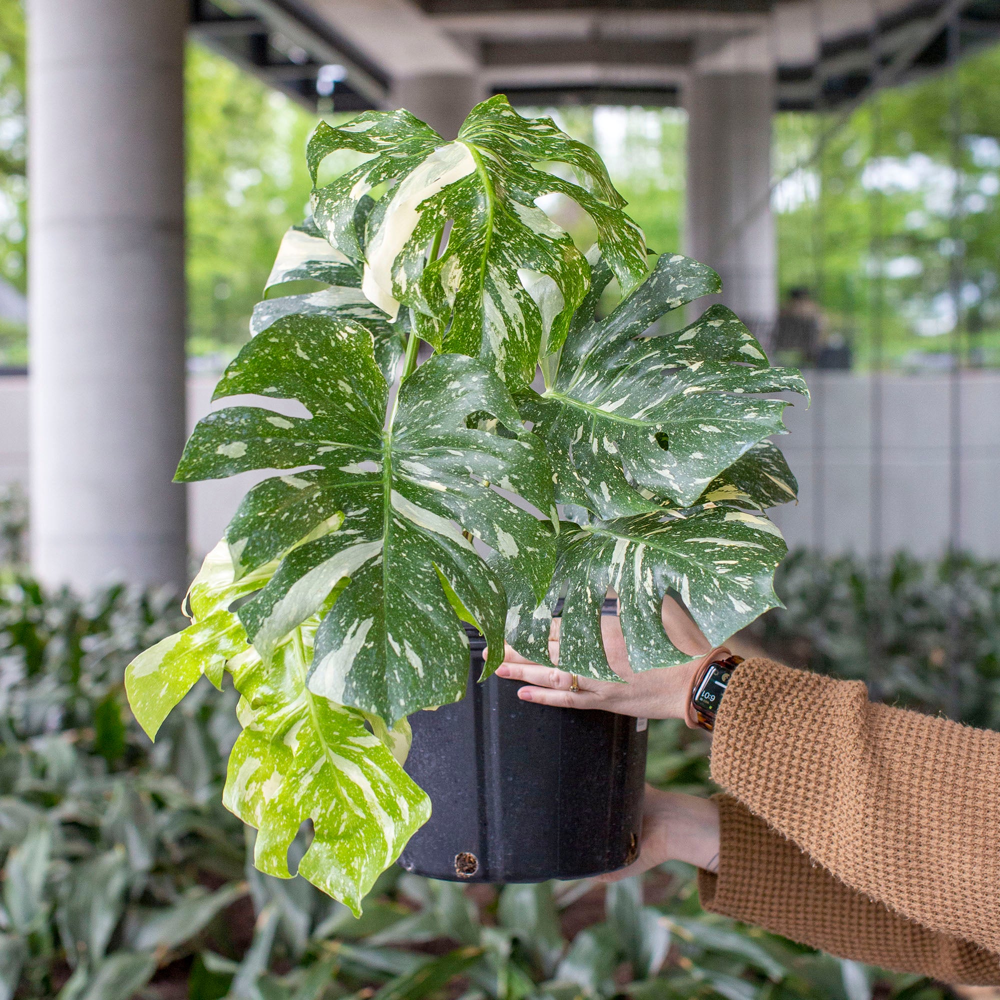 monstera thai variegated Monstera 'Thai Constellation' – The Victorian Atlanta