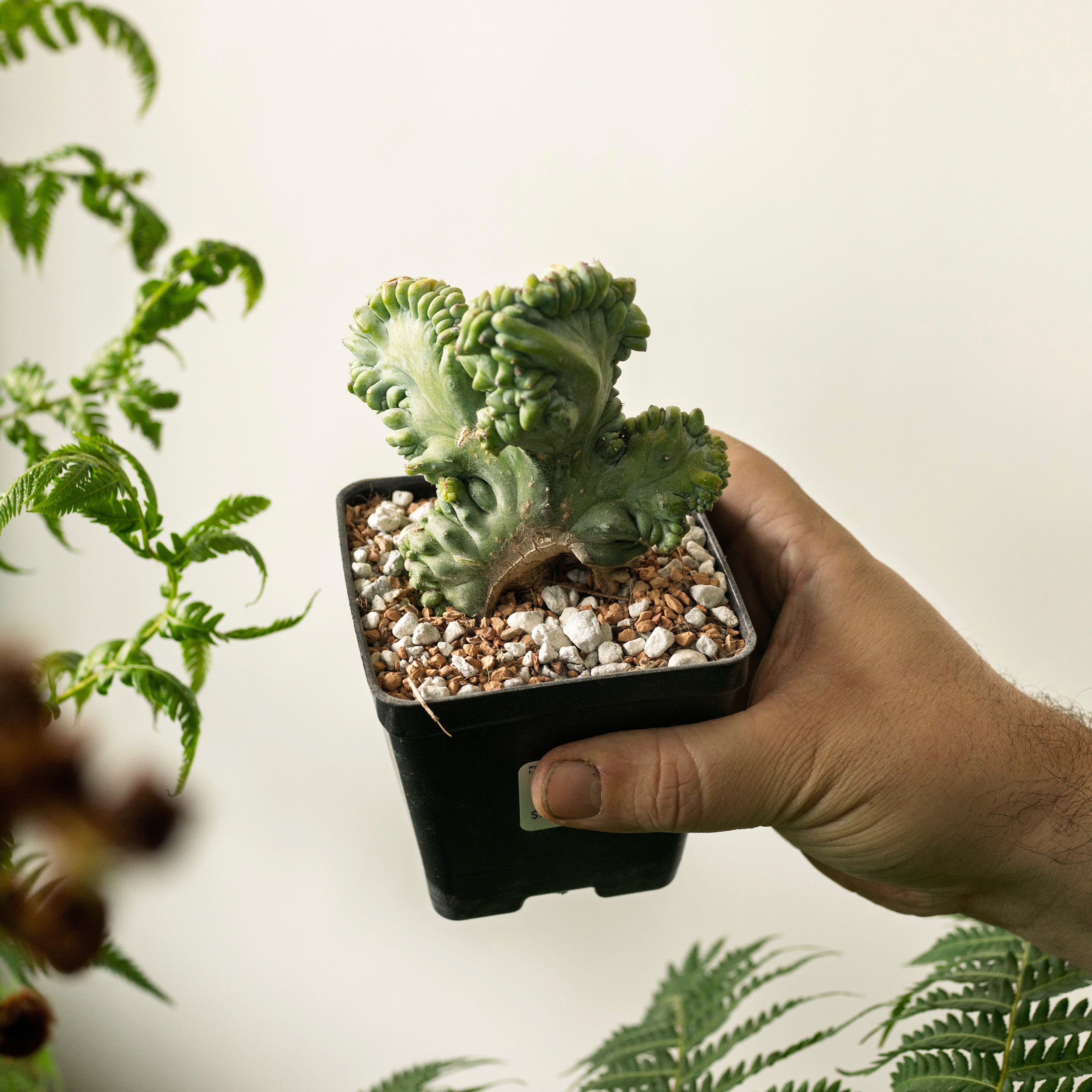 Myrtillocactus geometrizans f. cristata (Clone 1) – The Victorian Atlanta