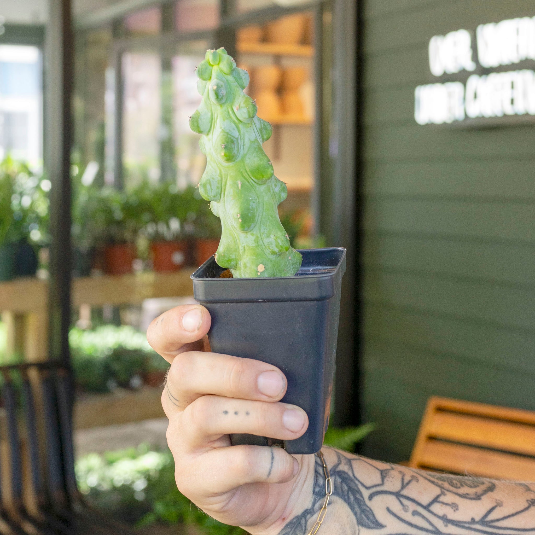 Myrtillocactus geometrizans cv. Fuku...