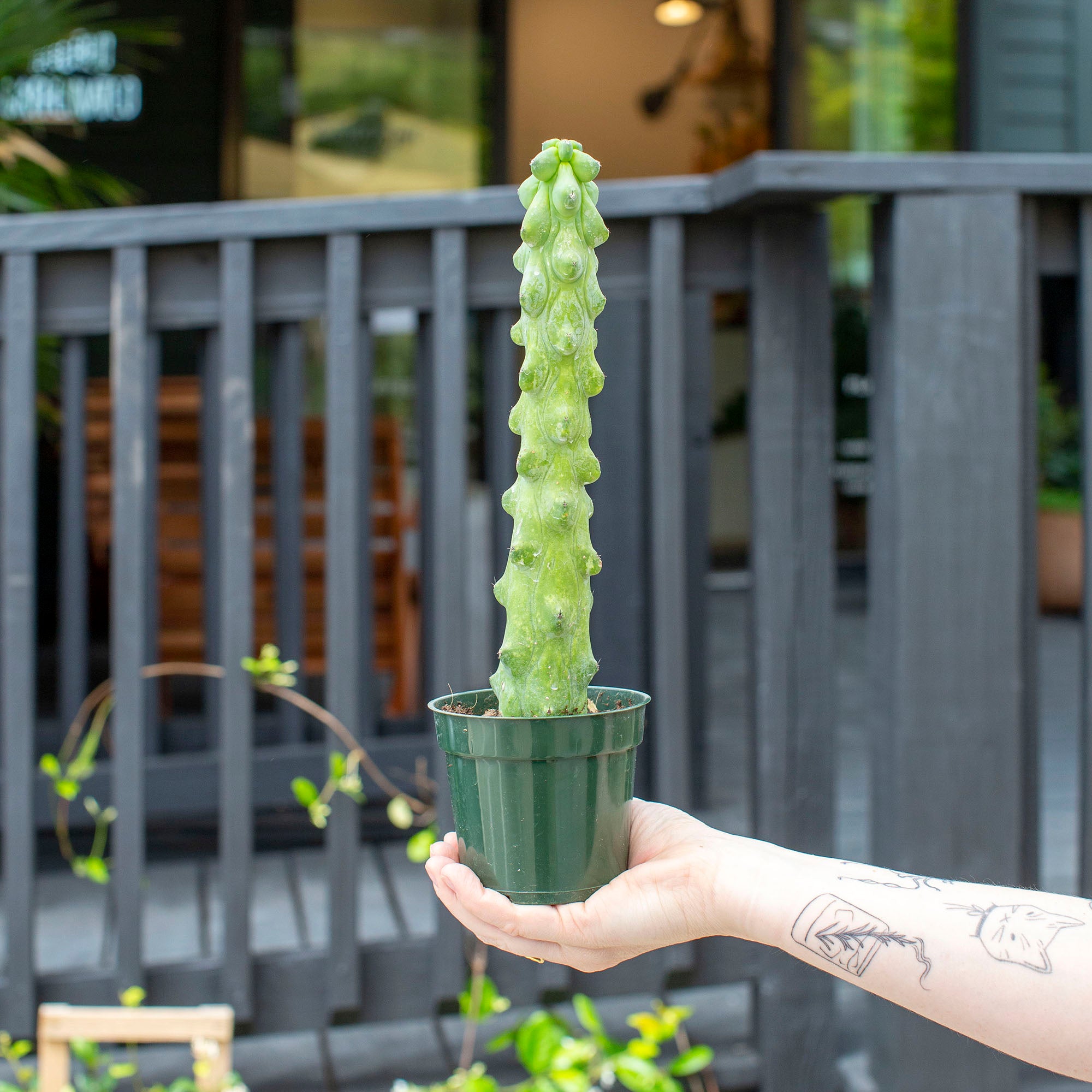 cactus geometrizans Myrtillocactus geometrizans cv. Fuku