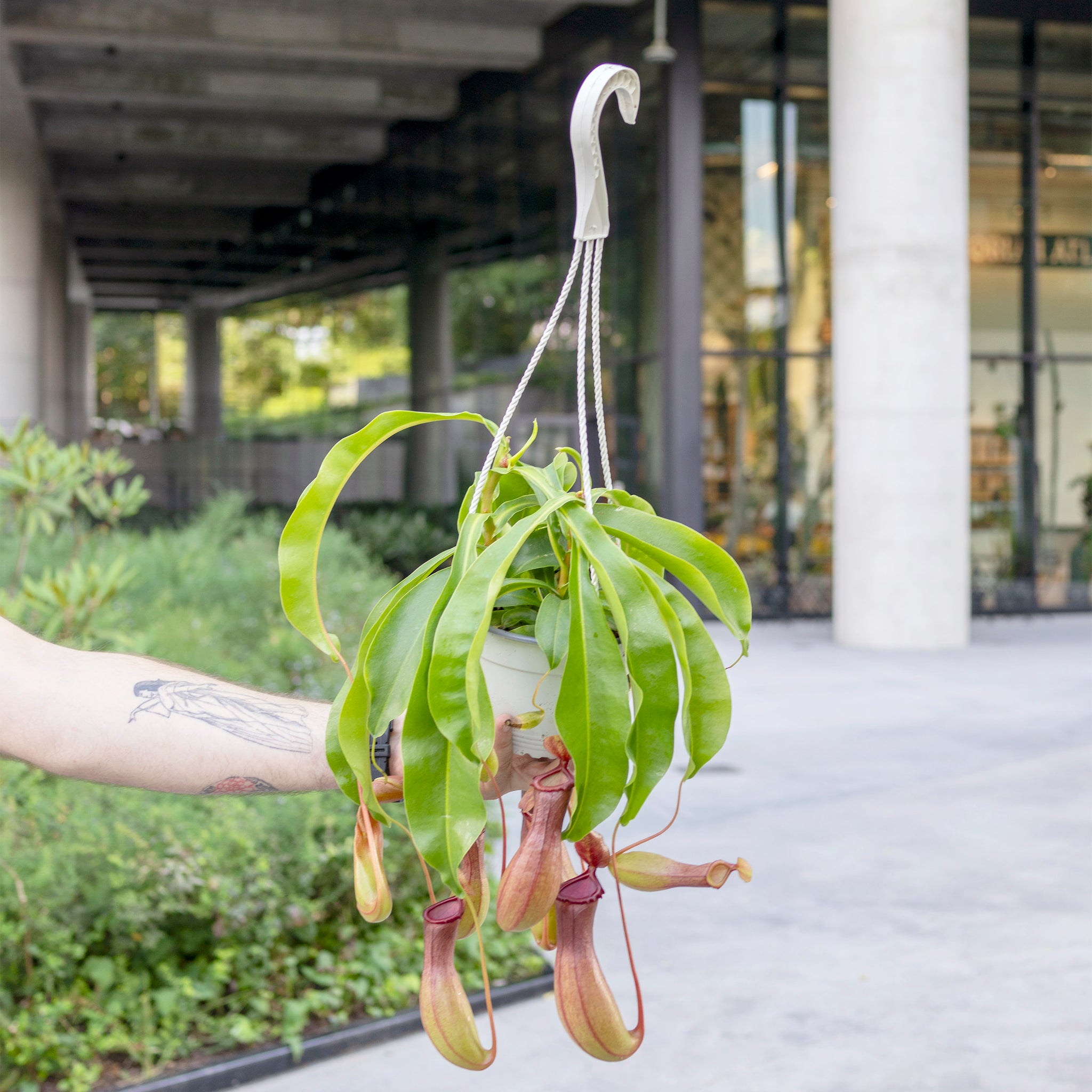 Nepenthes x ventrata (Pitcher Plant)