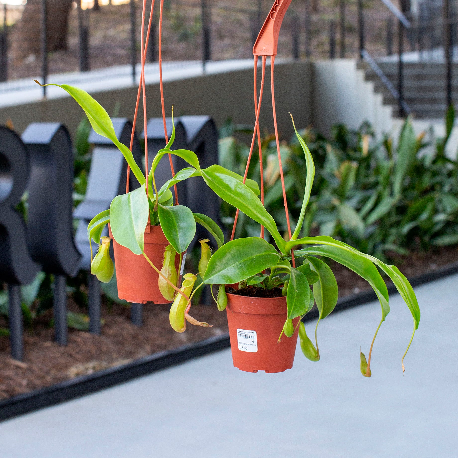 Nepenthes x ventrata (Pitcher Plant) – The Victorian Atlanta