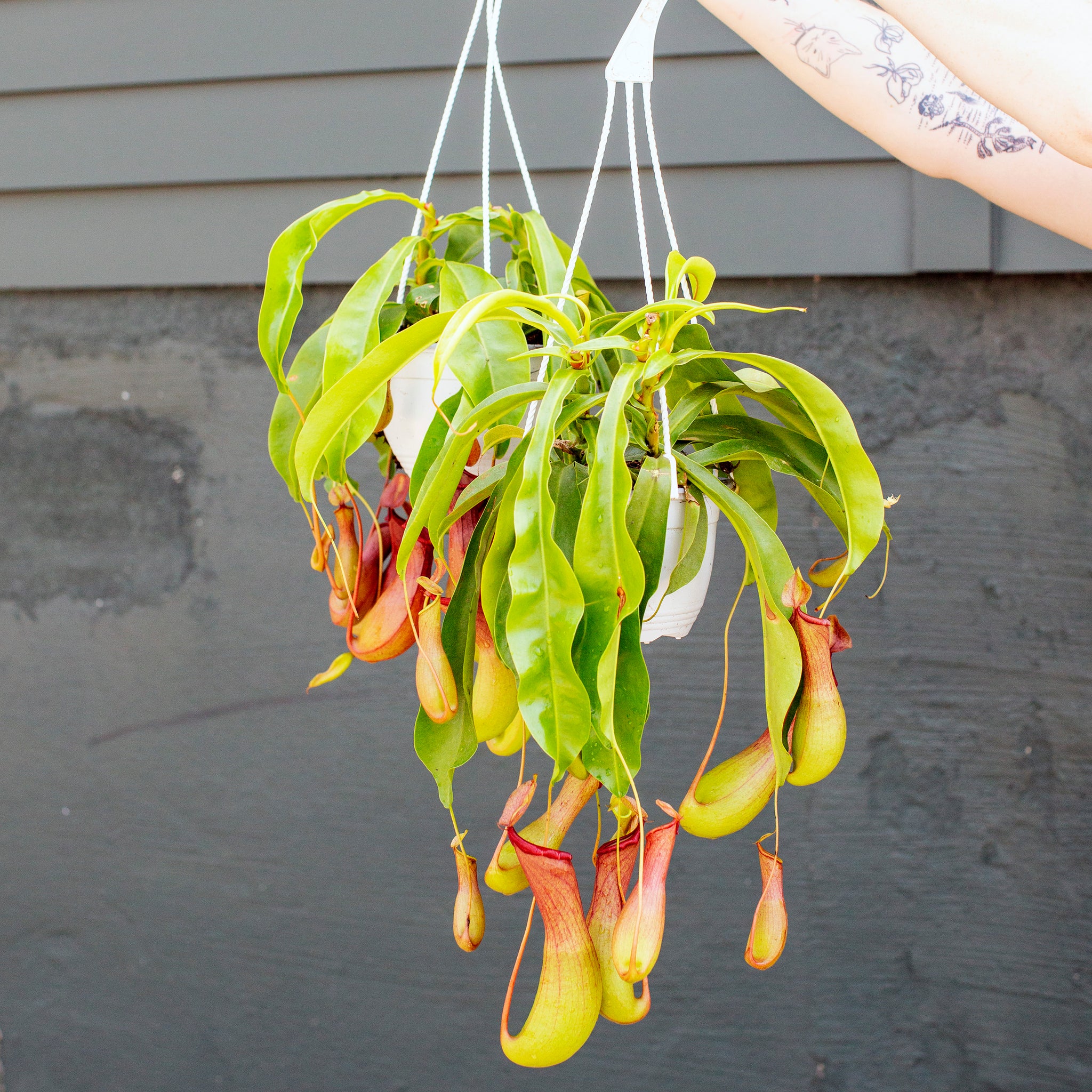 Nepenthes x ventrata 'Pitcher Plant'