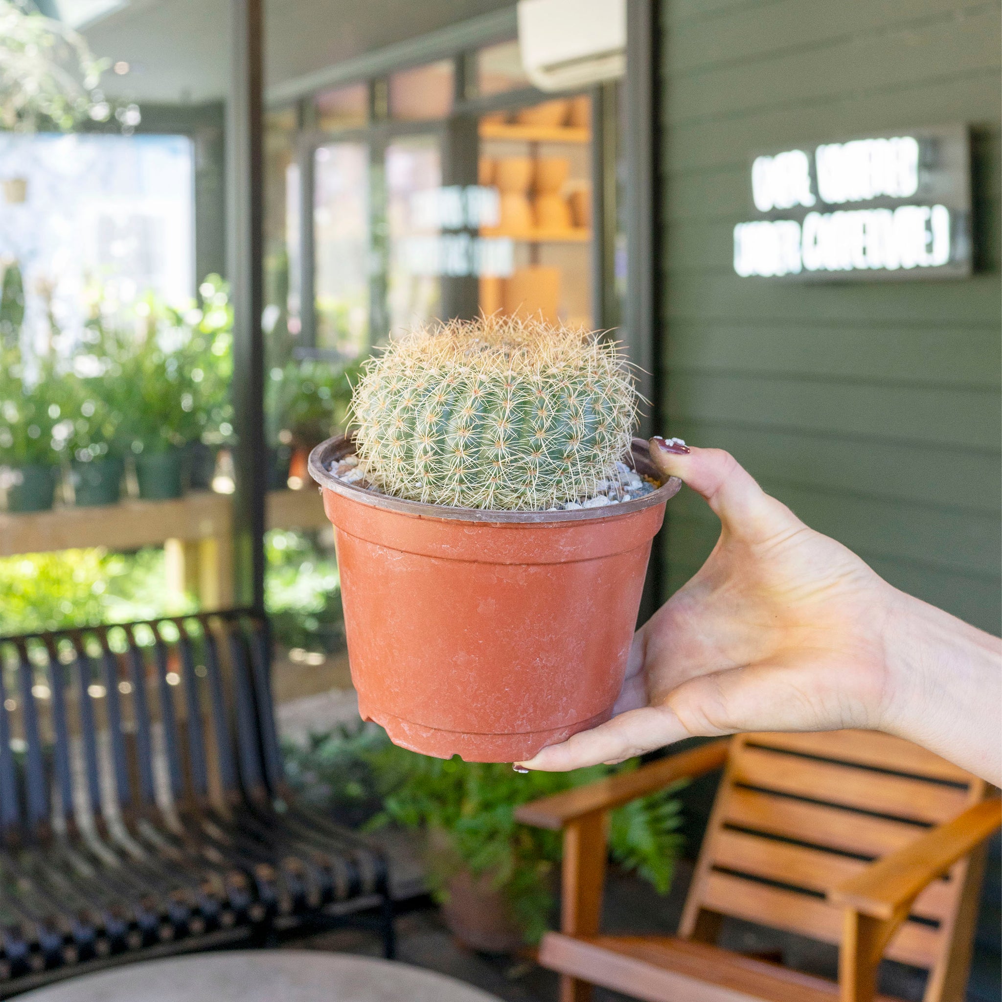 Notocactus elegans