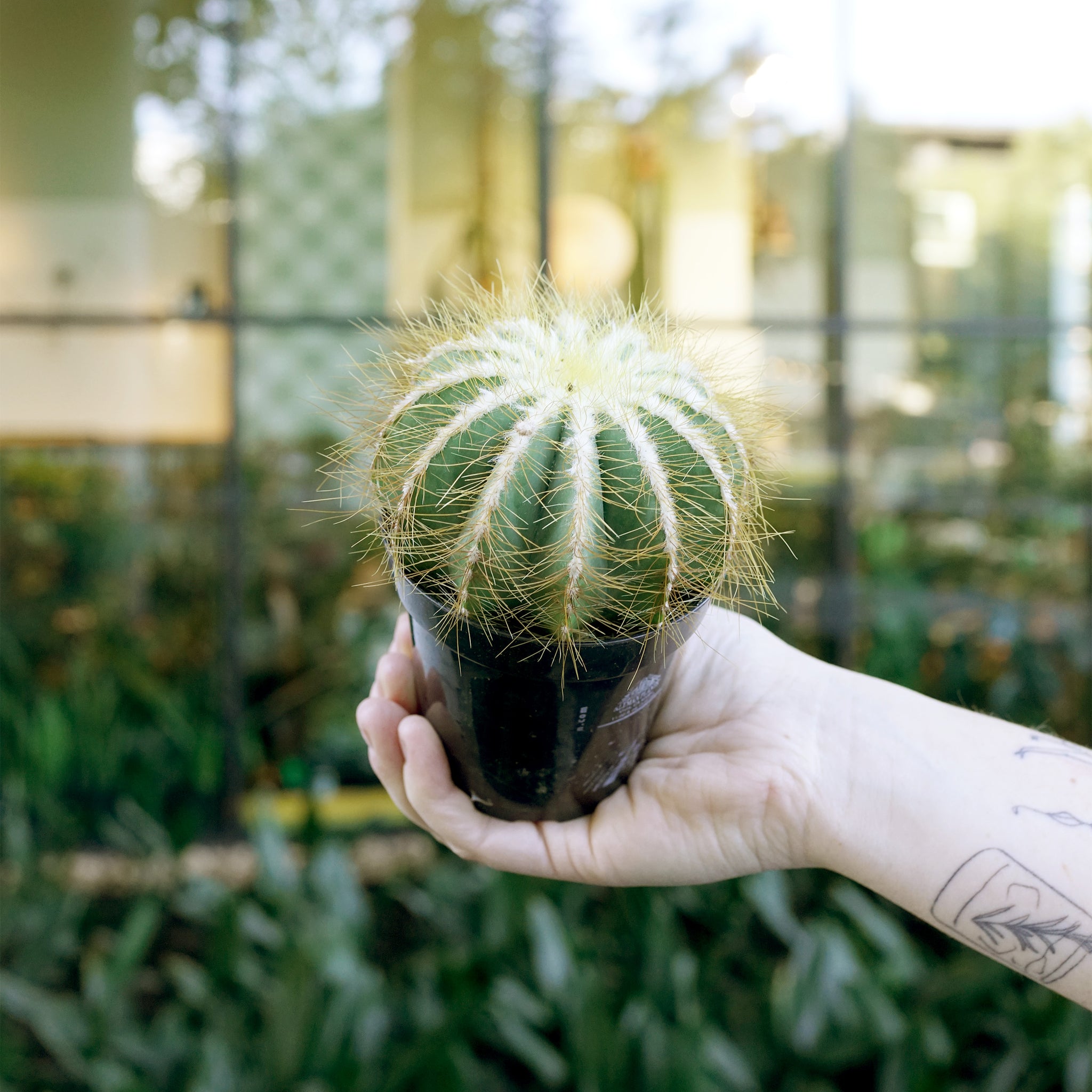 Notocactus magnificus