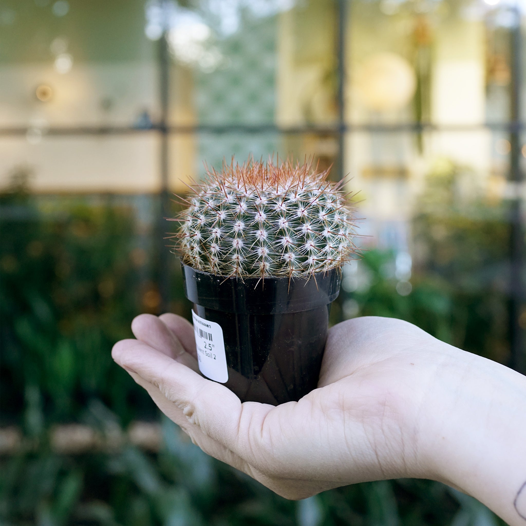 Notocactus schlosseri