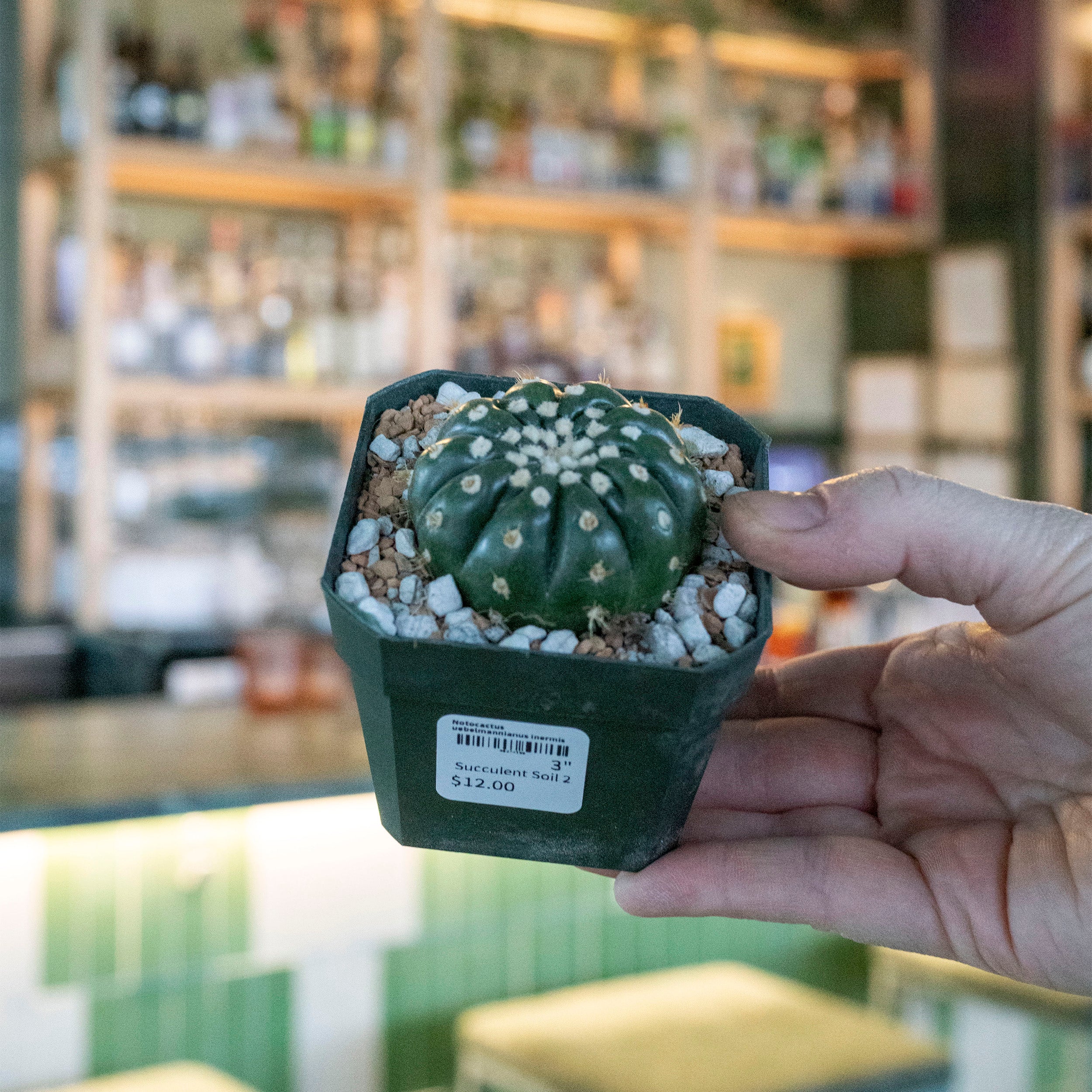 Notocactus uebelmannianus inermis