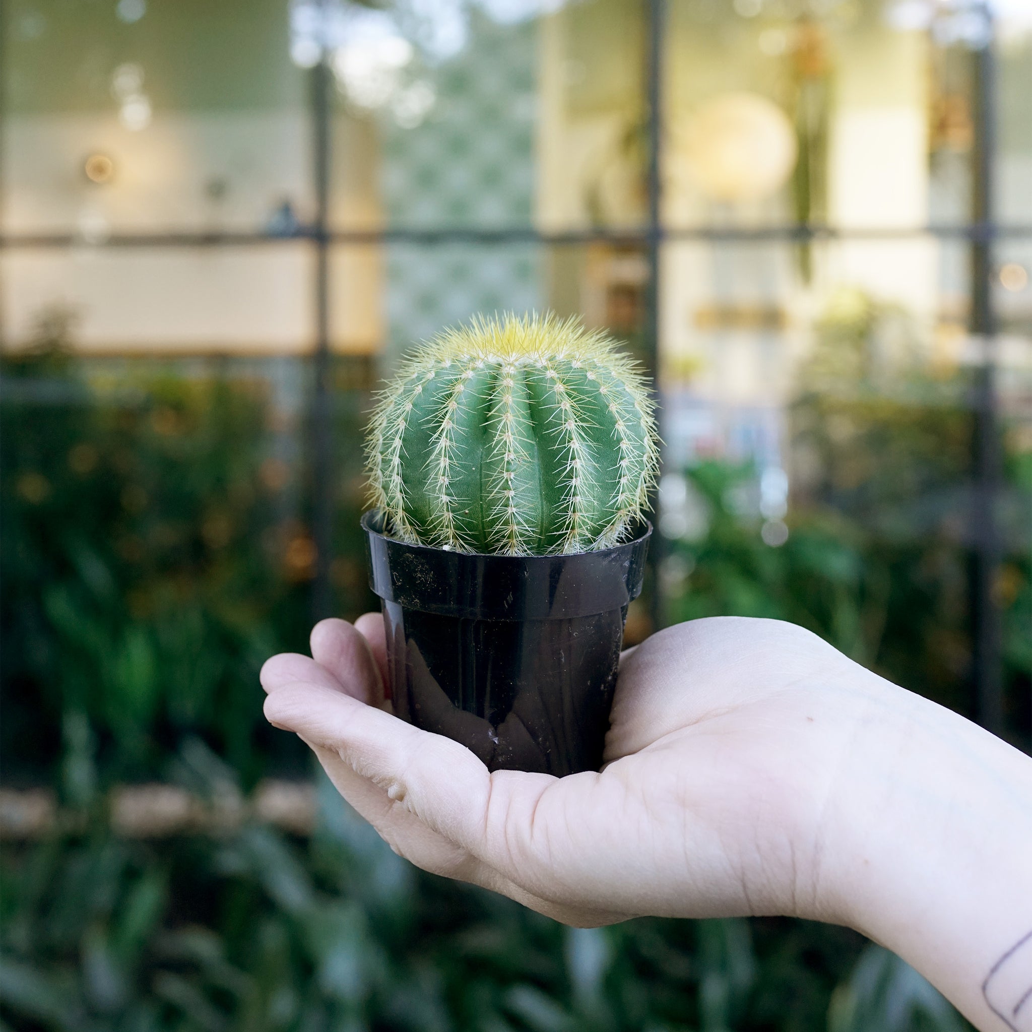 Notocactus warasii