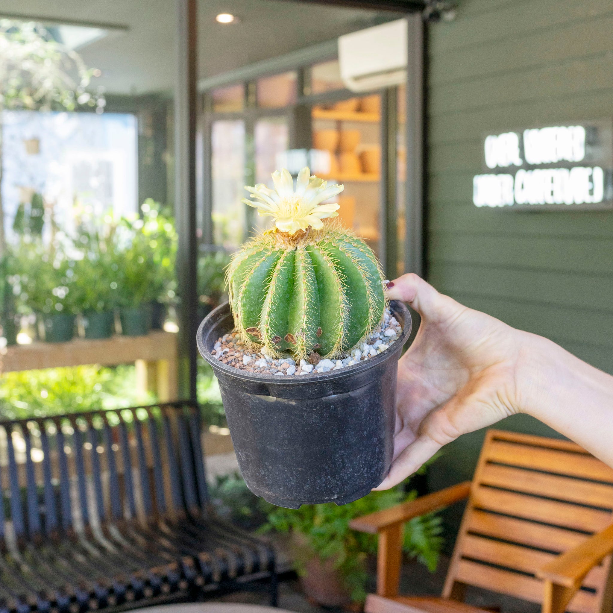 Notocactus warasii