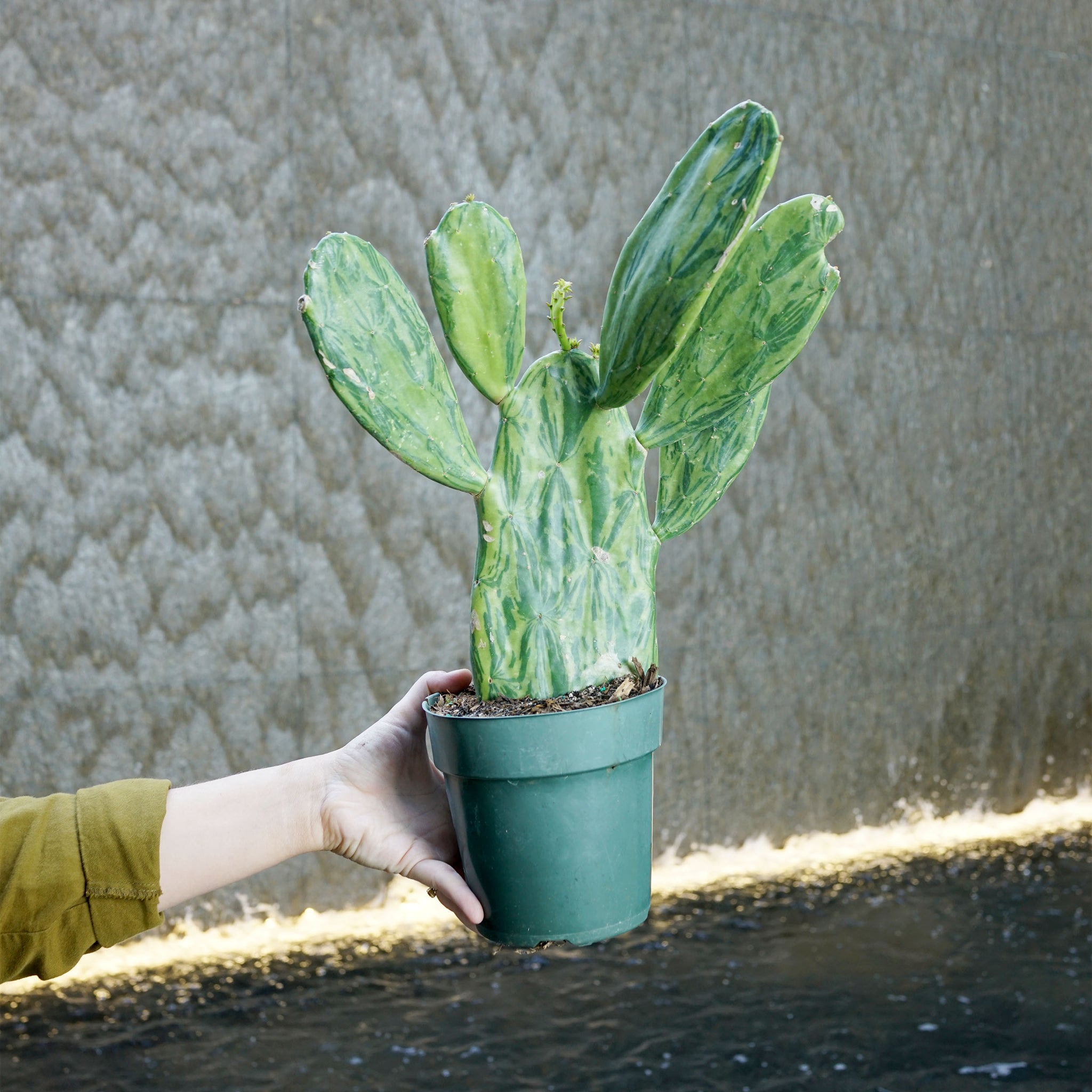 Opuntia cochenillifera variegata