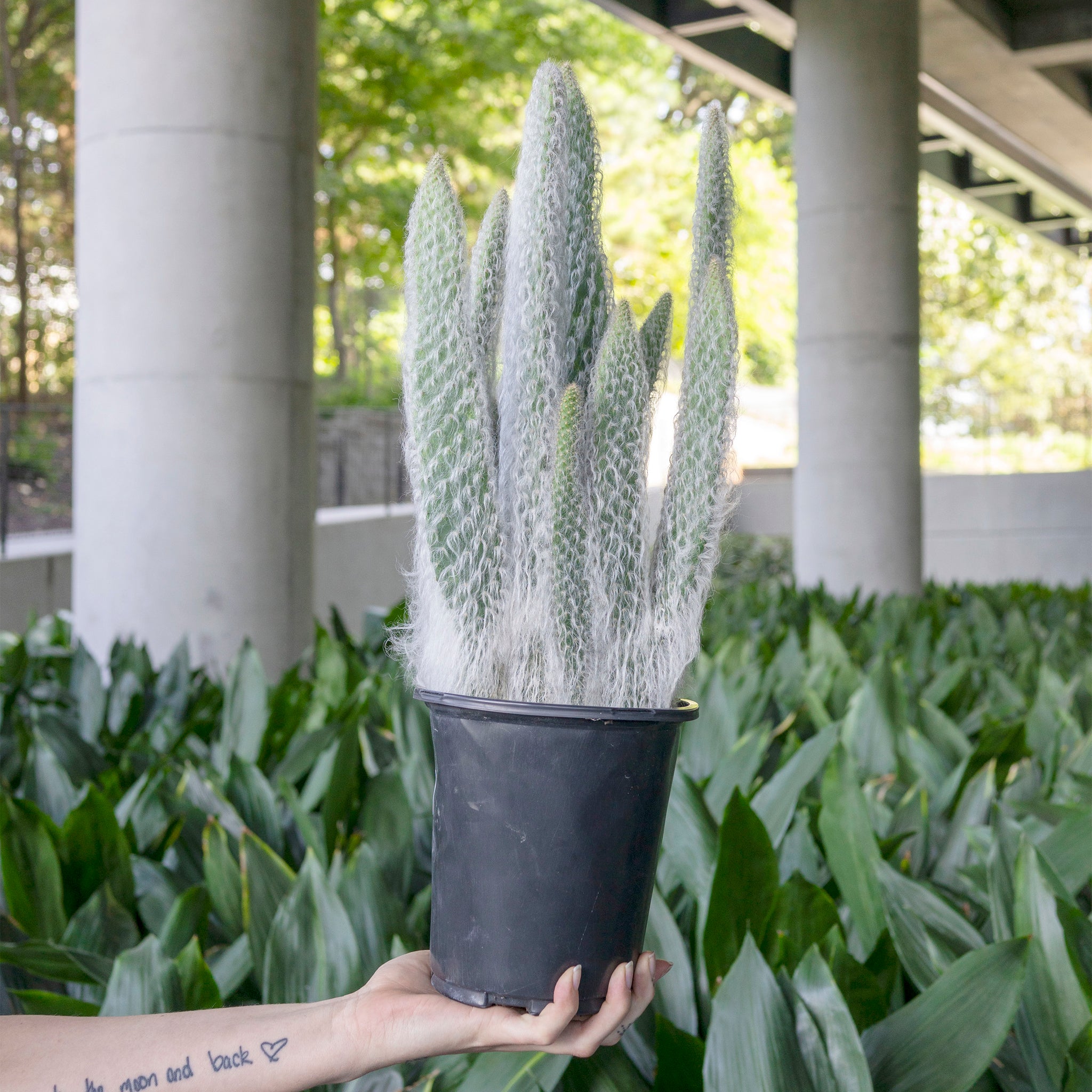 Opuntia erinacea ursine 'Snow White'