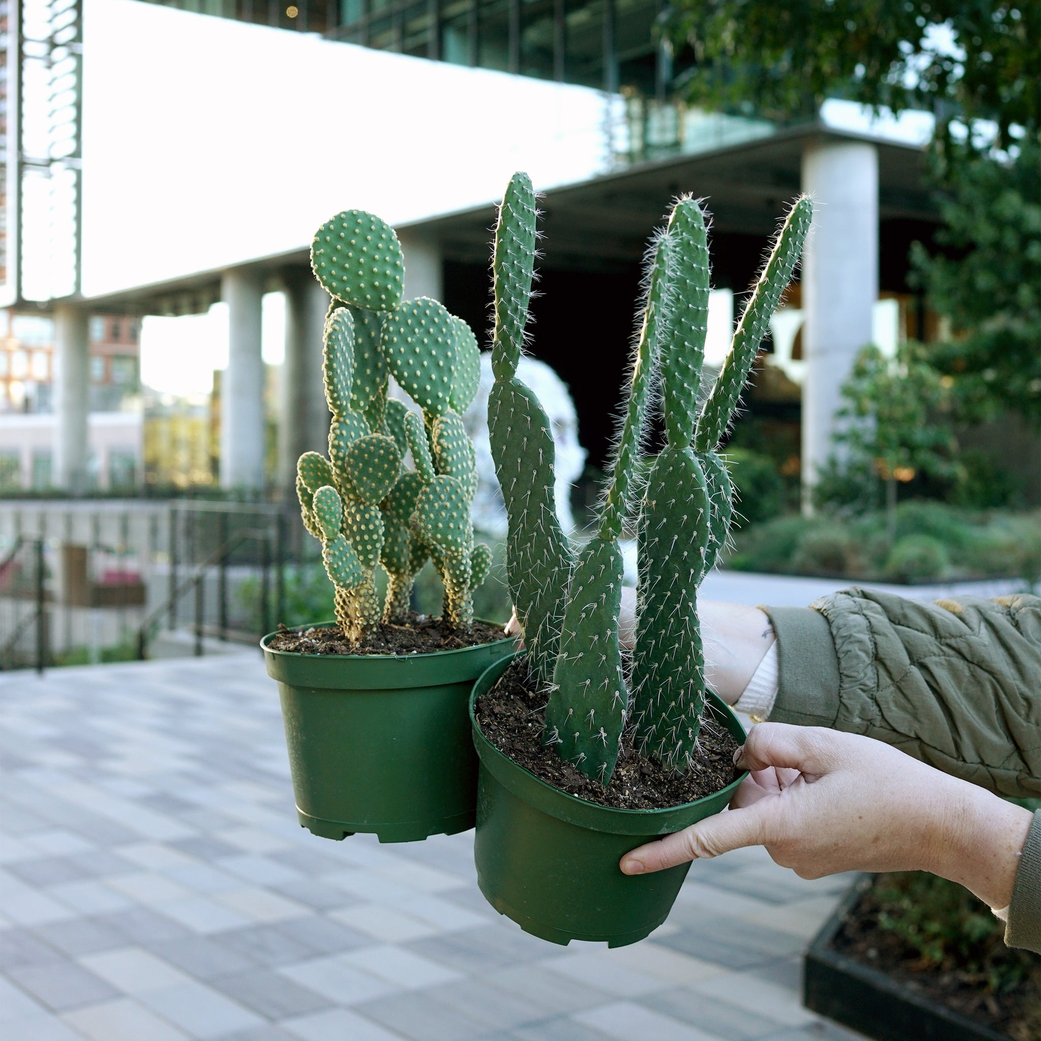 Opuntia species variety