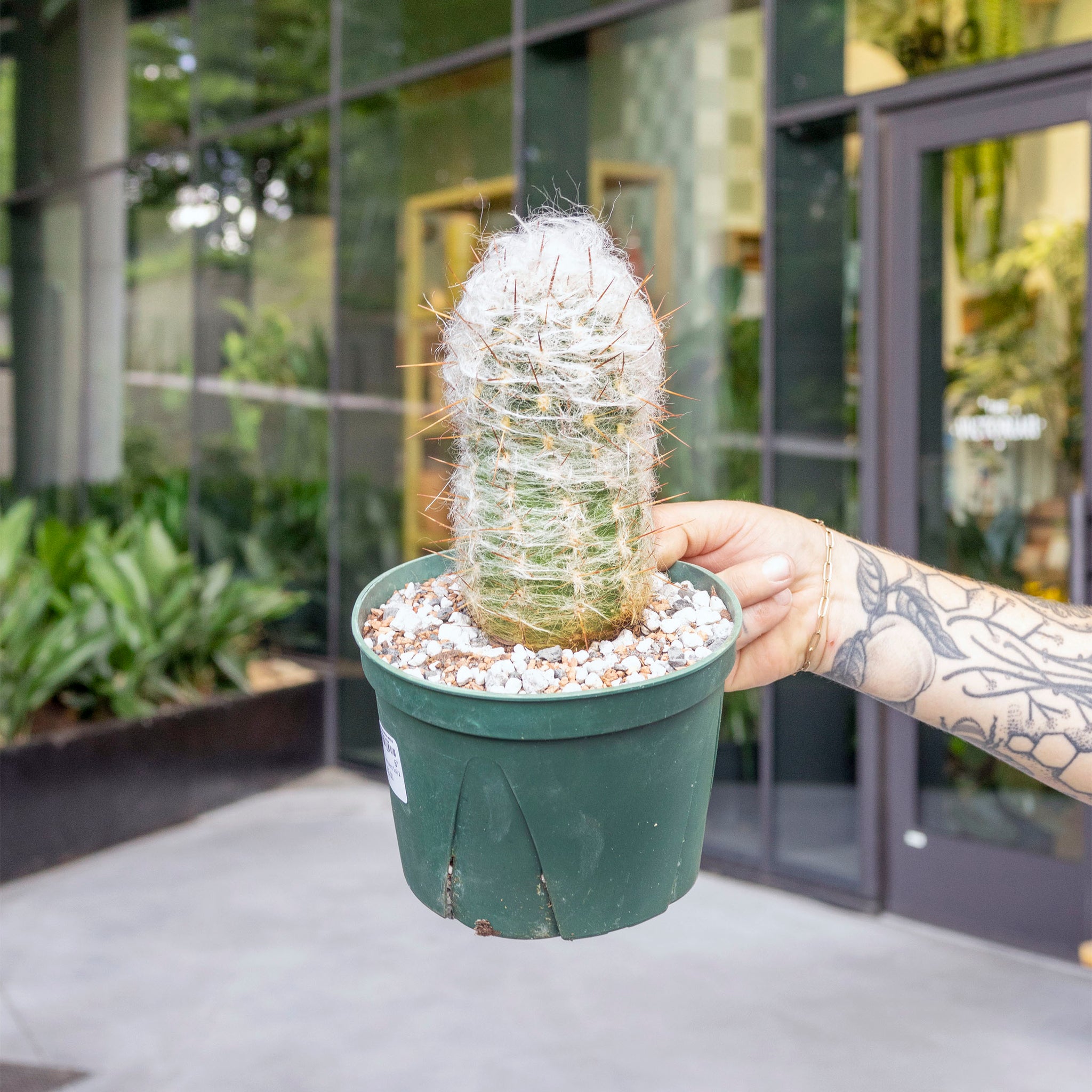 Oreocereus trollii 'Old Man of the Andes Cactus'