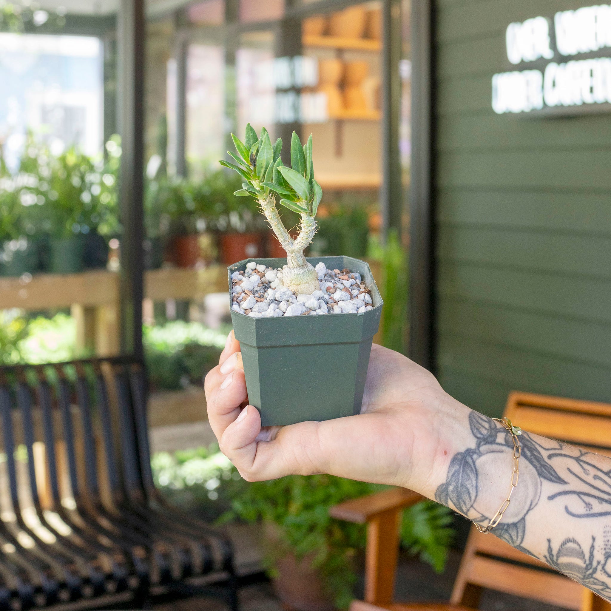 Pachypodium bispinosum