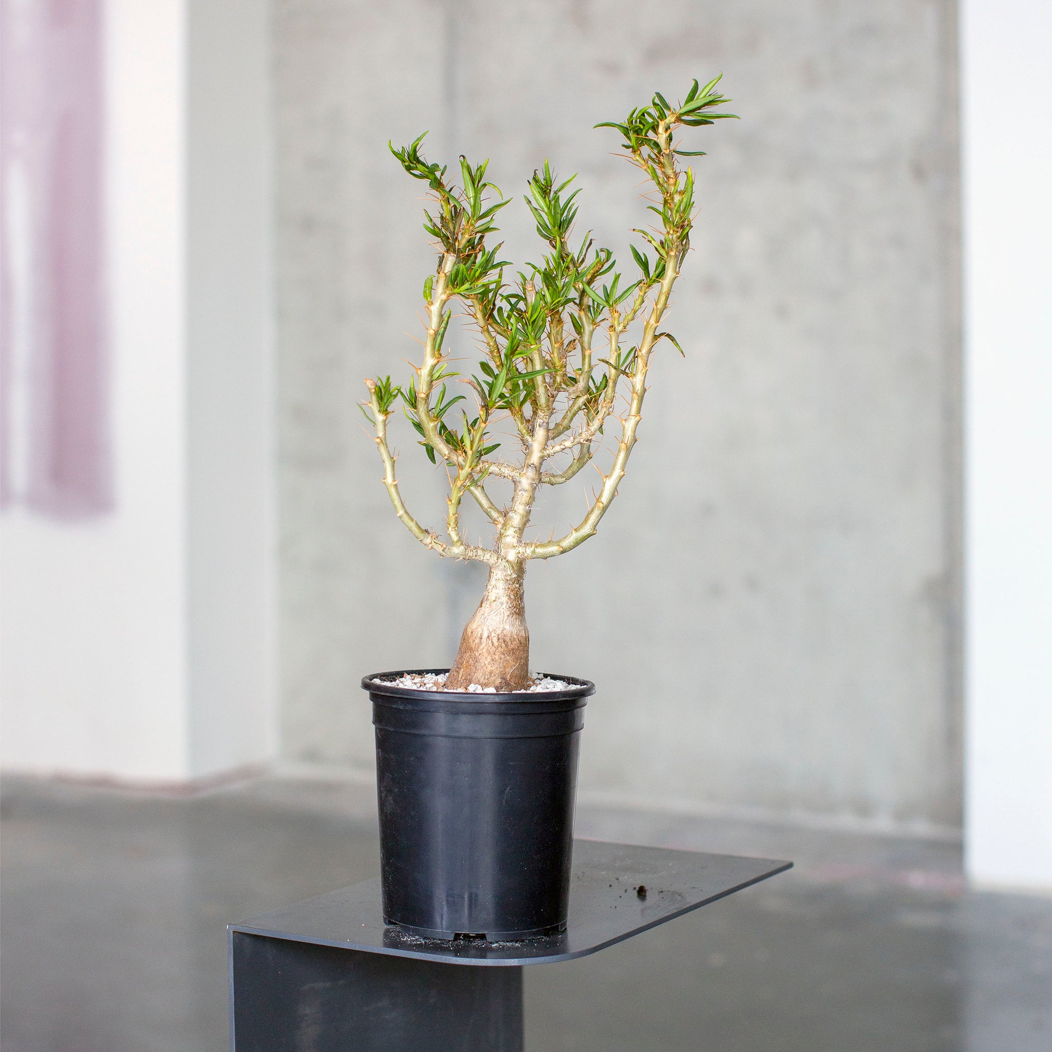 Pachypodium bispinosum x succulentum