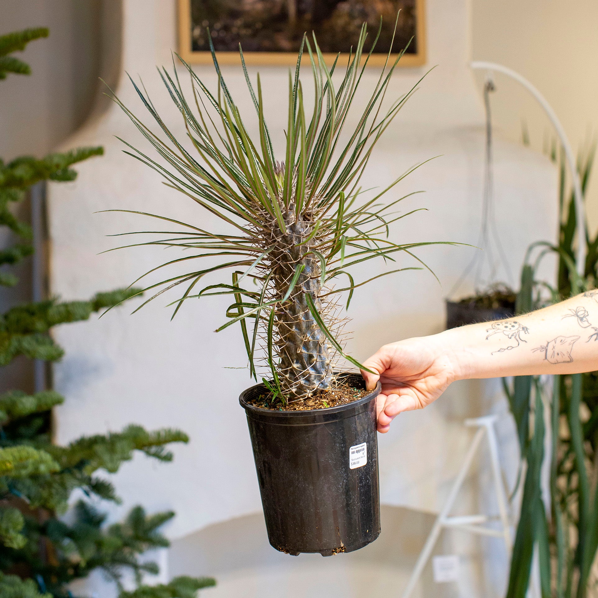 pachy succulent Pachypodium geayi – The Victorian Atlanta