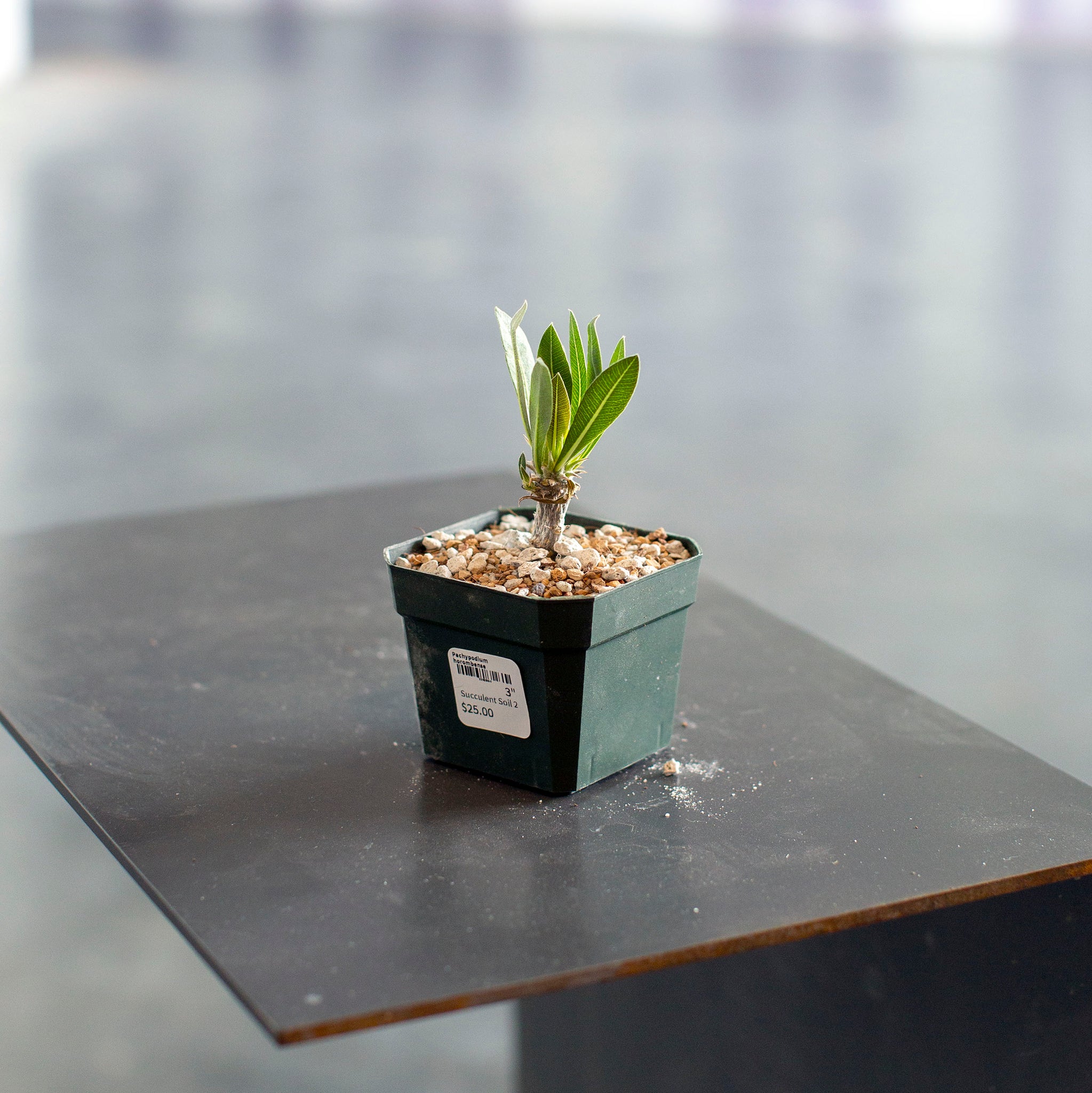 Pachypodium horombense