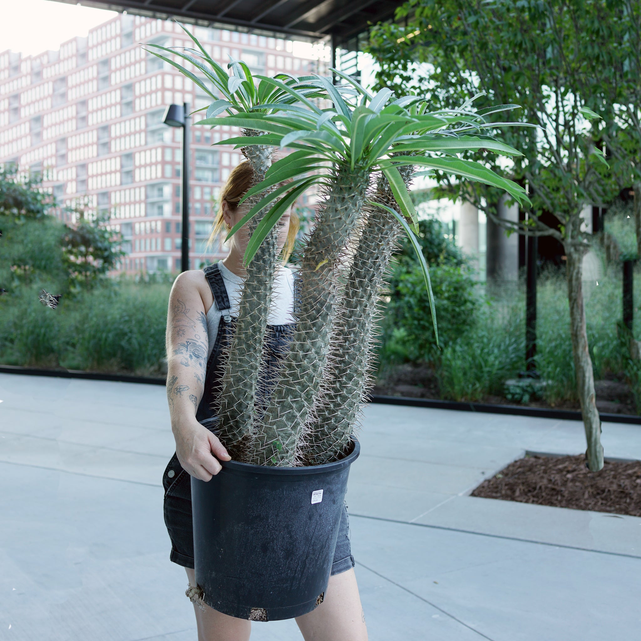 Pachypodium lamerei 'Madagascar Palm'