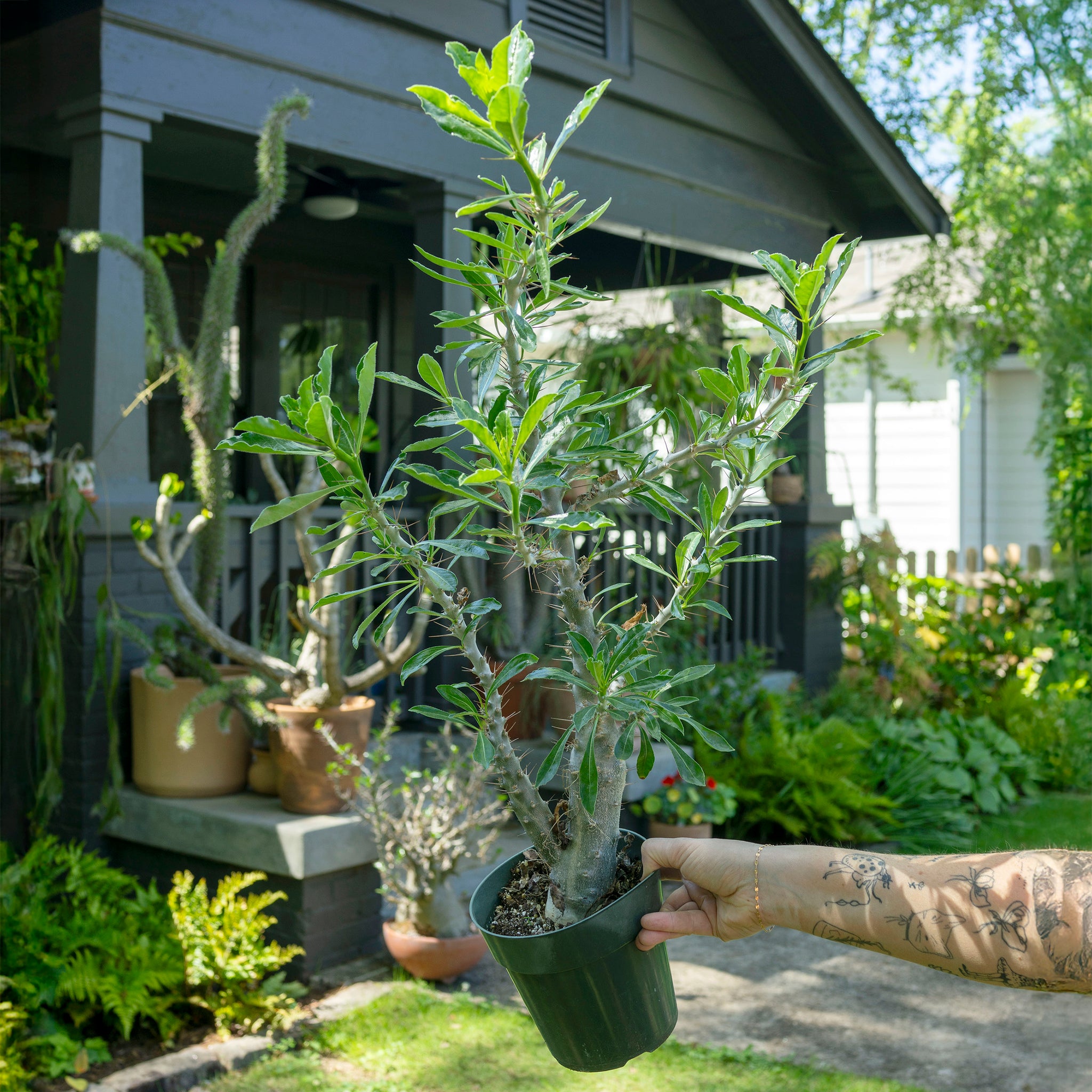 Pachypodium saundersii