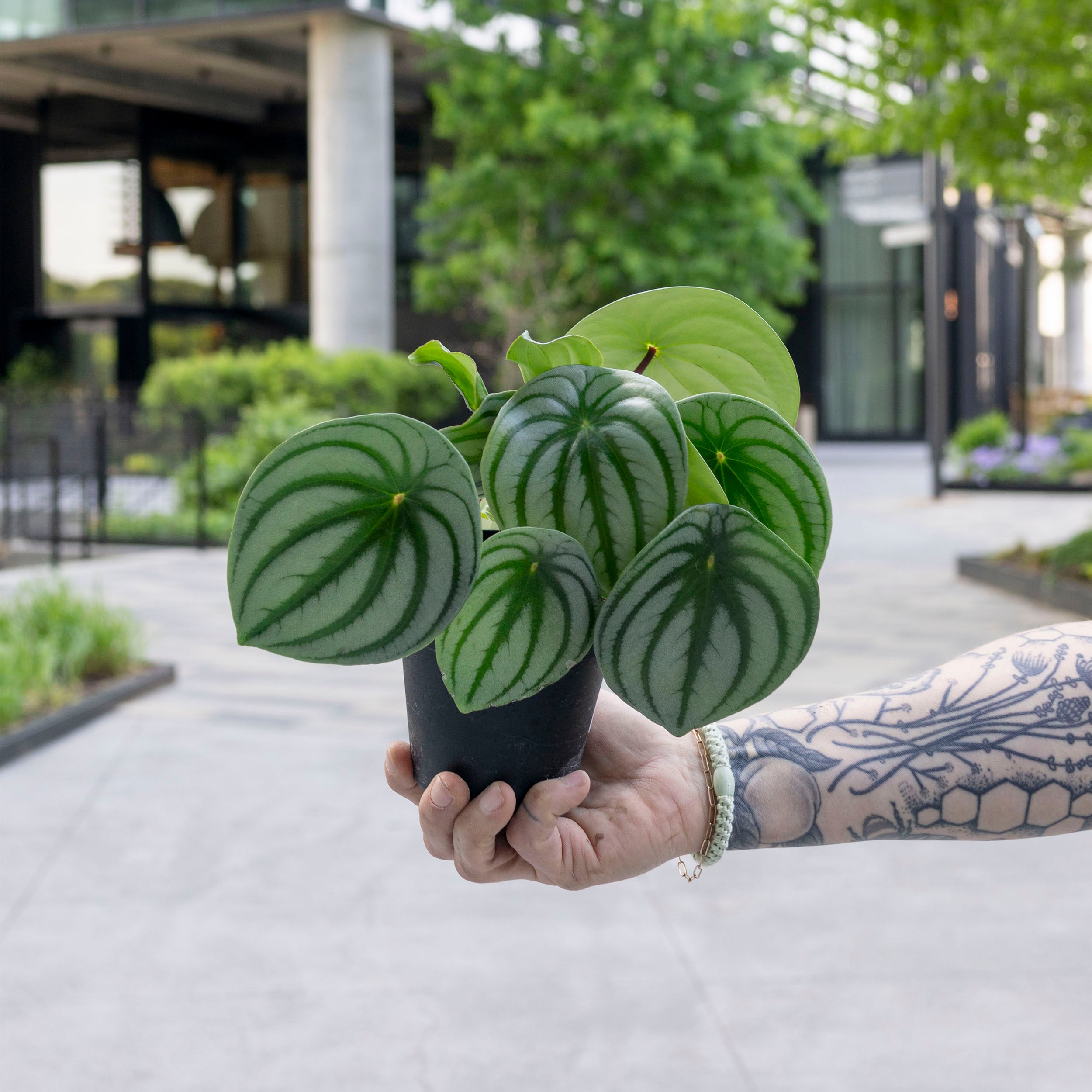 Peperomia argyreia 'Watermelon Peperomia' – The Victorian Atlanta