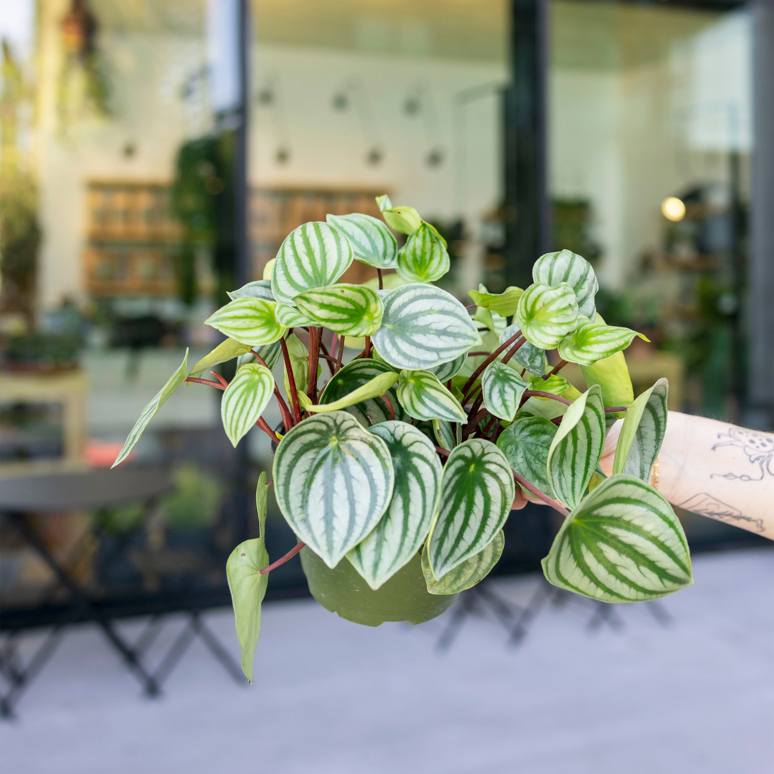 Peperomia argyreia 'Watermelon Peperomia' – The Victorian Atlanta