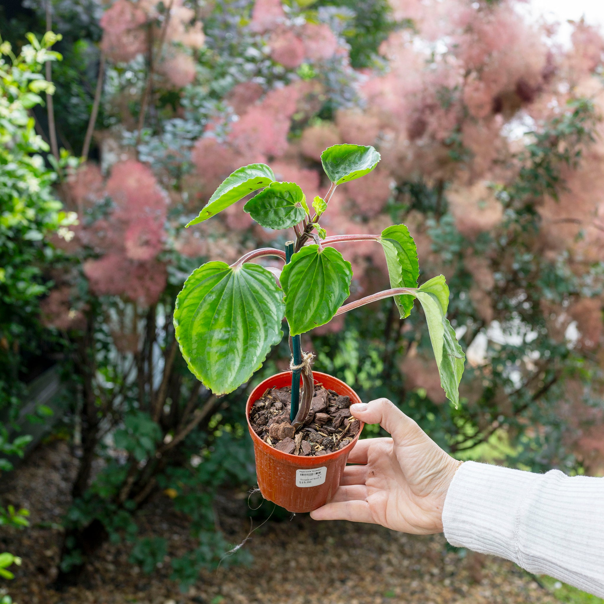 Peperomia 'Ecuador'
