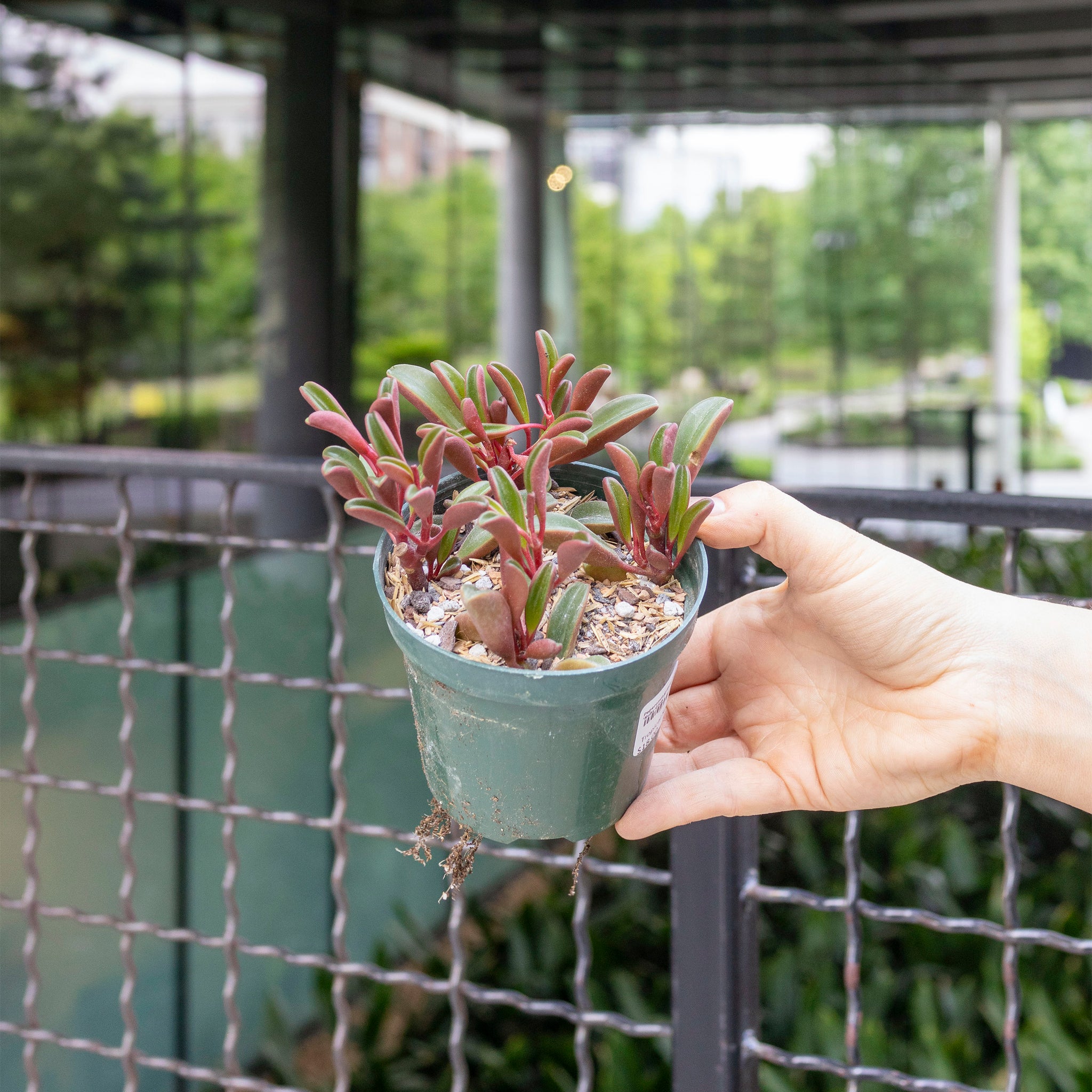 graveolens succulent Peperomia graveolens 'Ruby Glow'