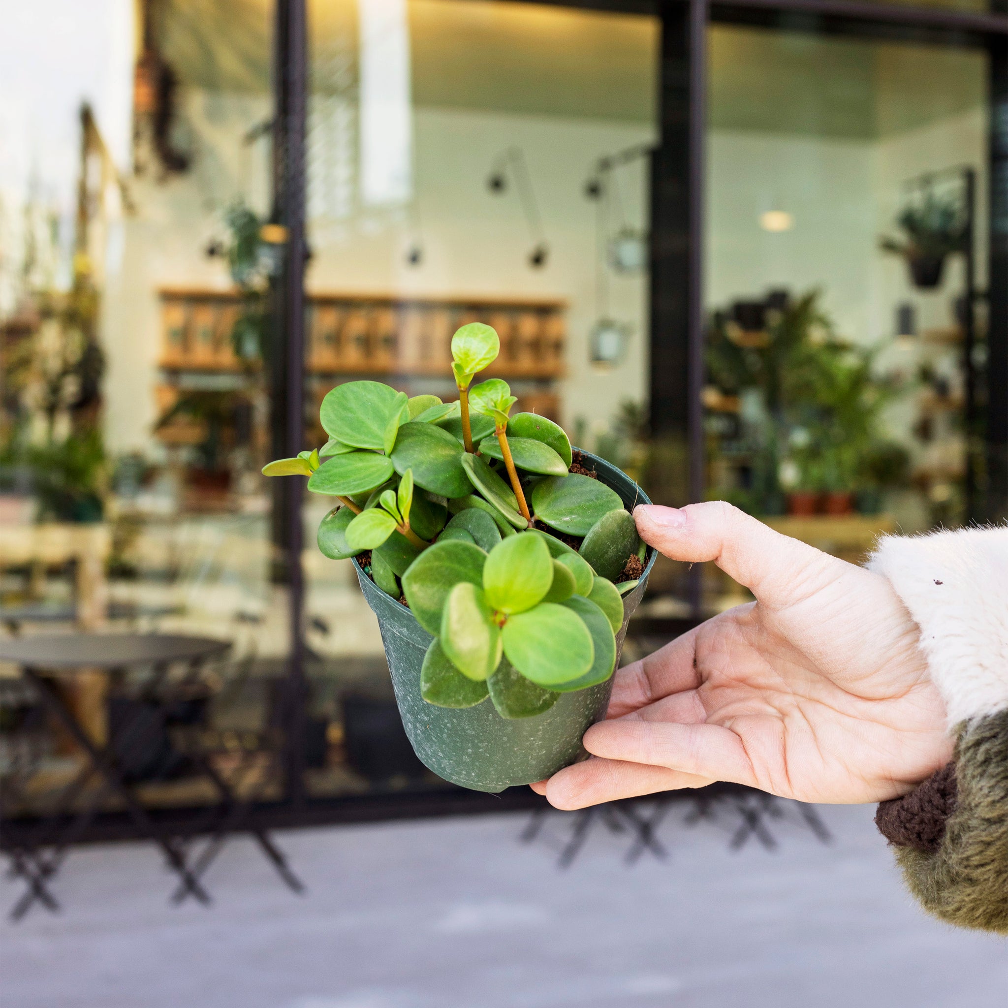 Peperomia tetraphylla 'Hope'