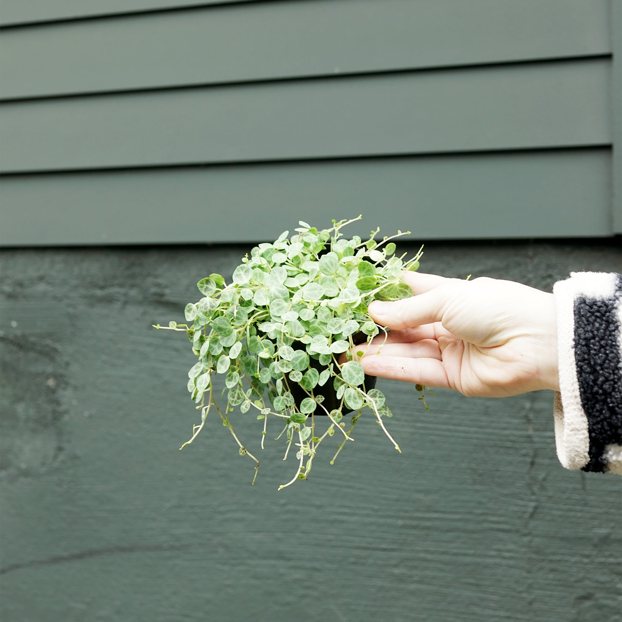 Peperomia prostrata 'String of Turtles'