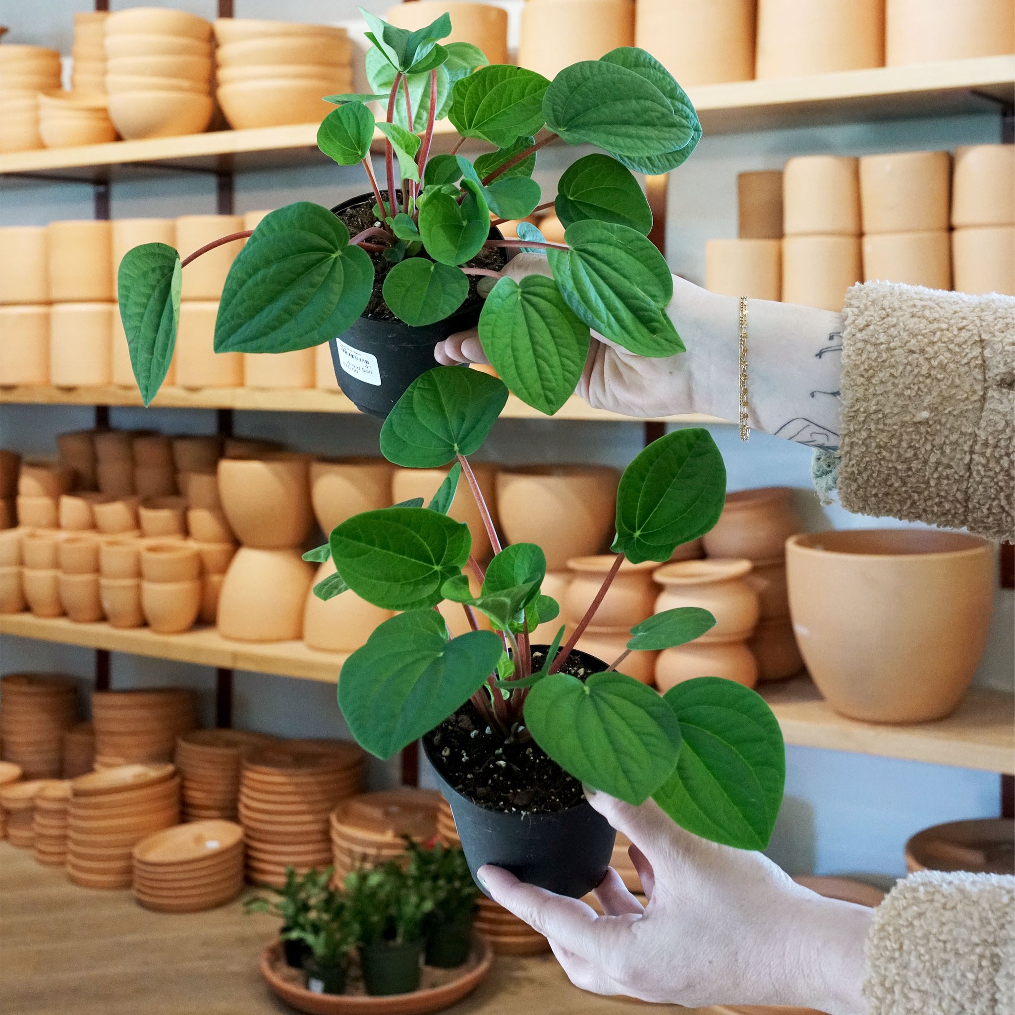 Peperomia 'Rana Verde'