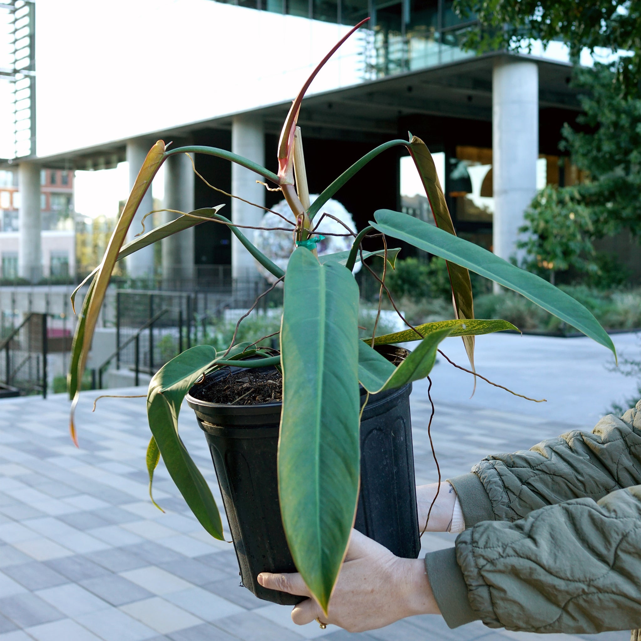 Philodendron bicolor