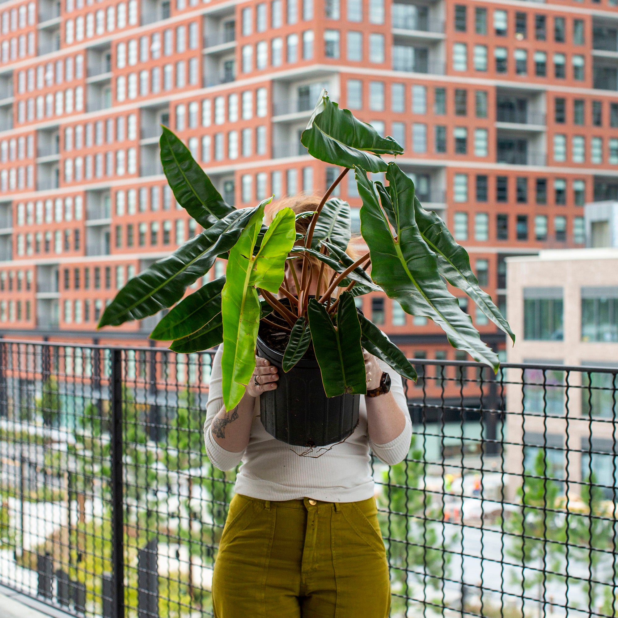 フリョウプランツ Tropical Plants – Tagged 