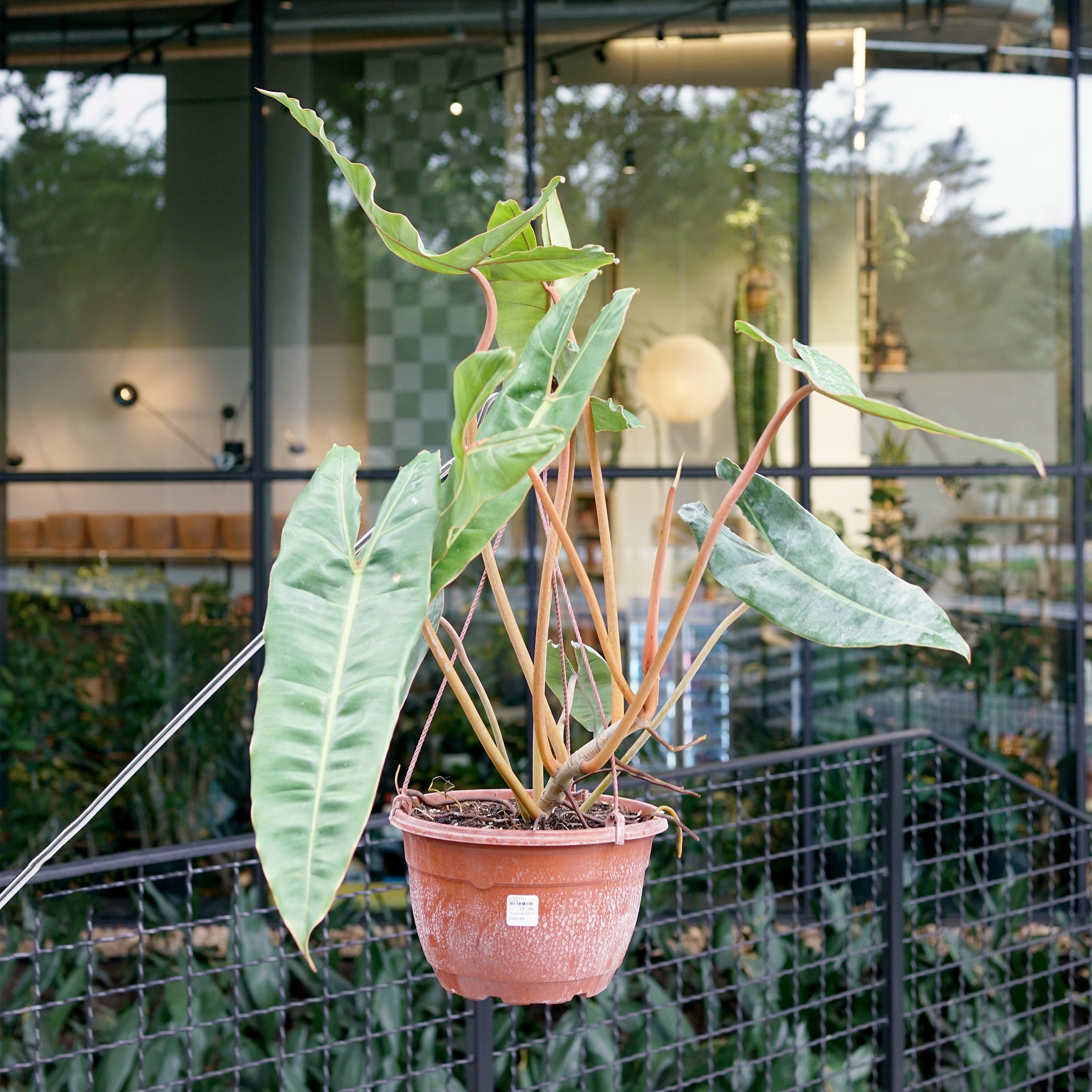 Philodendron billietiae – The Victorian Atlanta