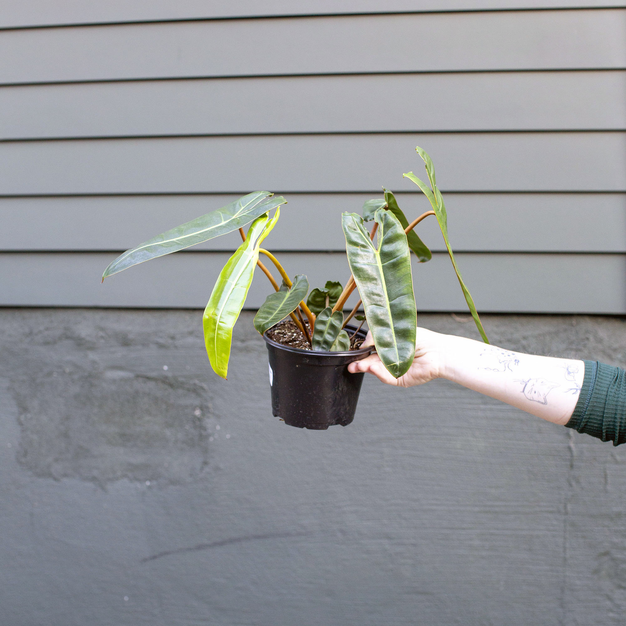 Philodendron billietiae – The Victorian Atlanta