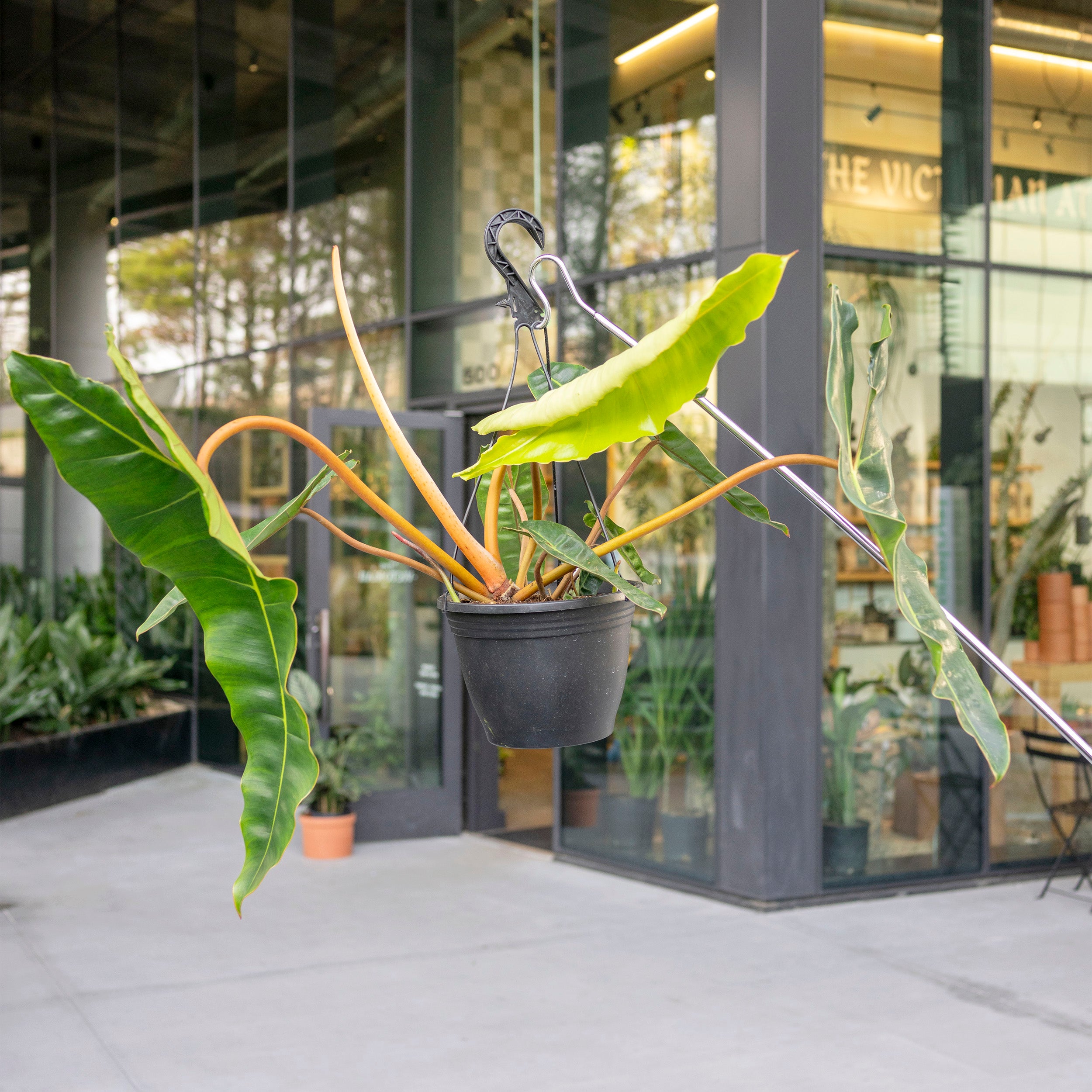 philodendron billietae Philodendron billietiae – The Victorian Atlanta