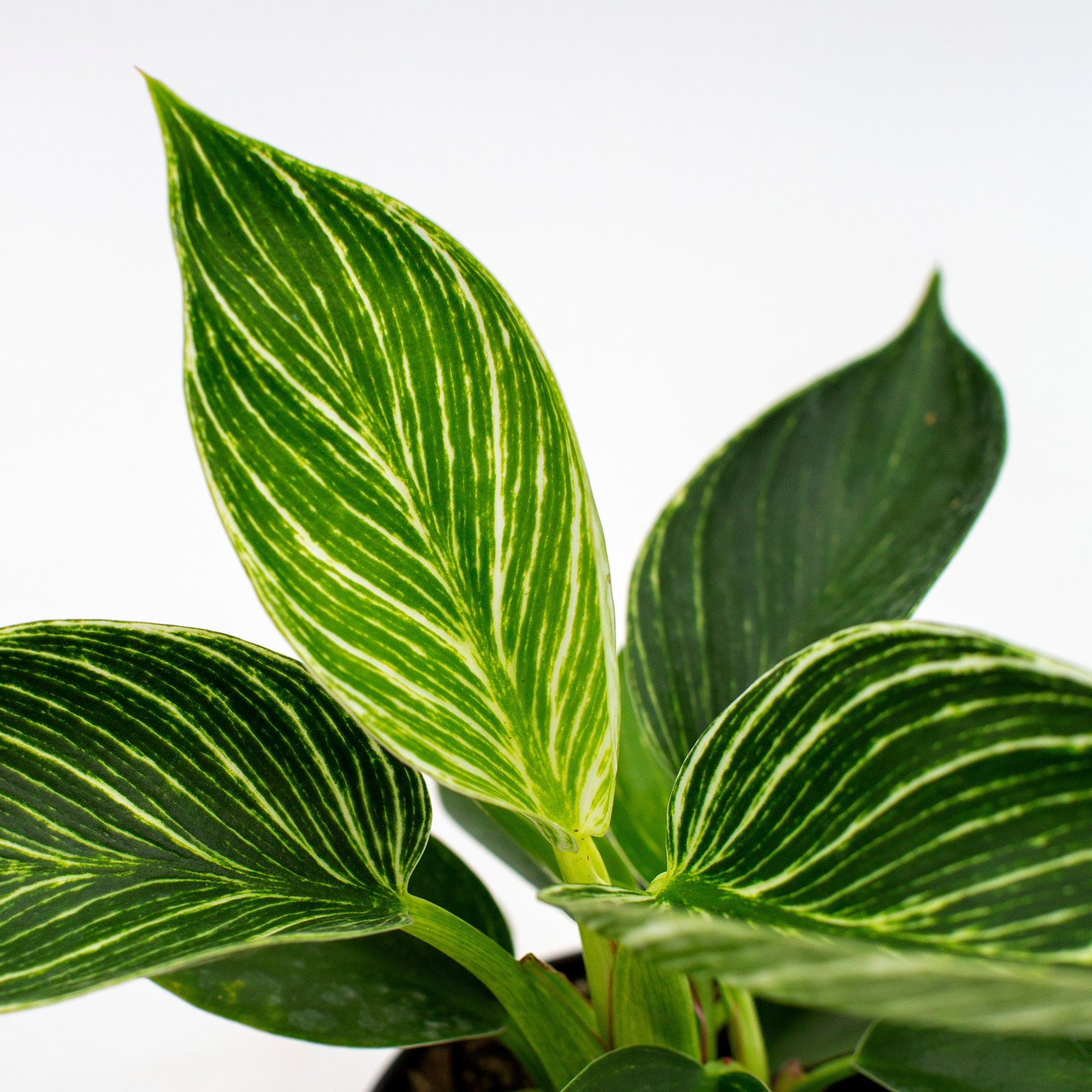 Philodendron birkin